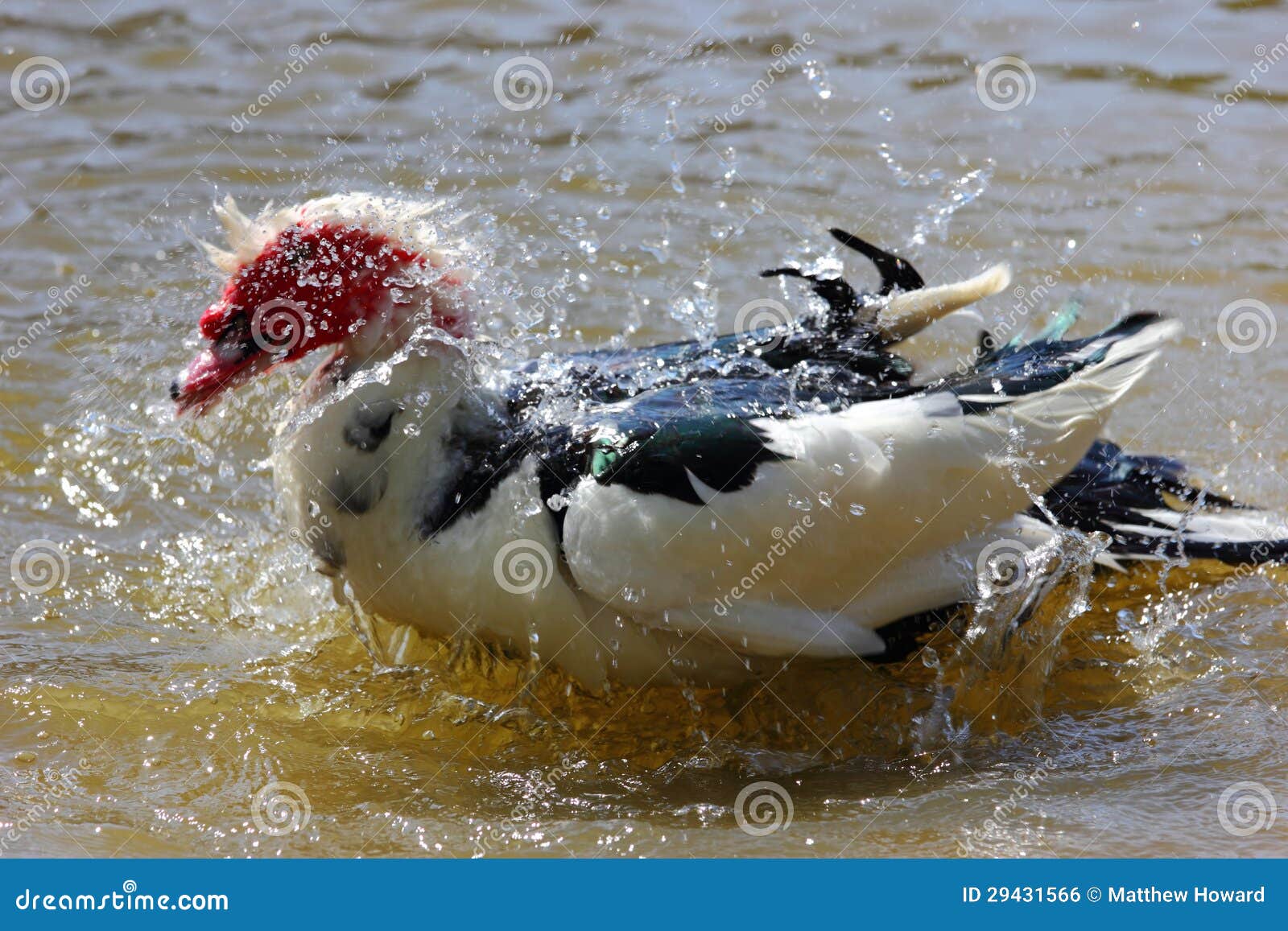 Muscovy Duck taking Bath stock photo. Image of nature 29431566