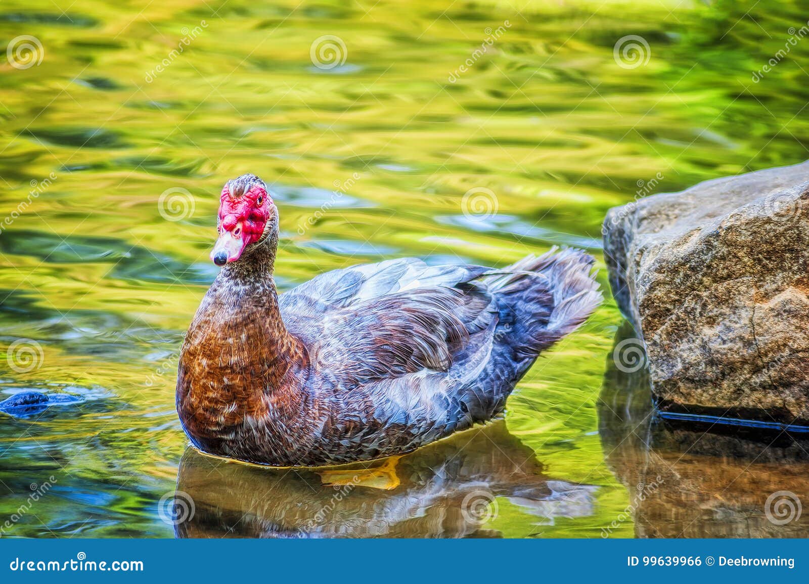 muscovy duck wading in shallow waters