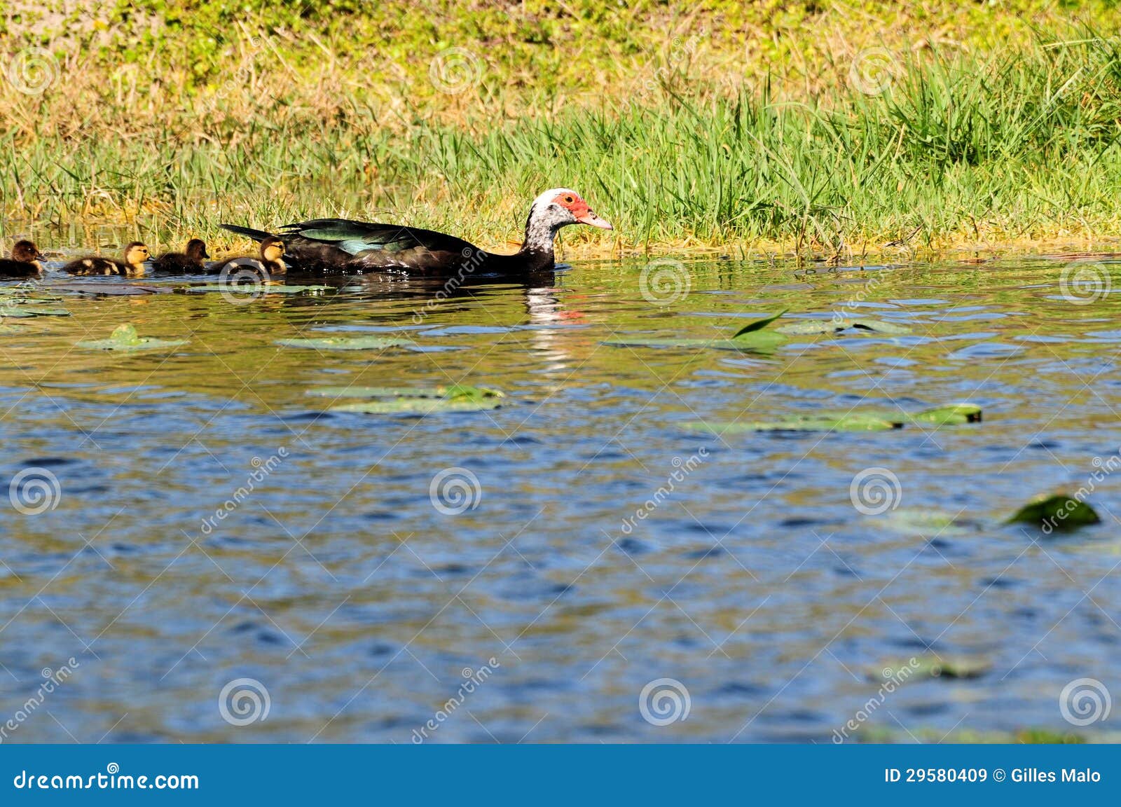 Muscovy ducks swimming stock image. Image of nature, swim 29580409