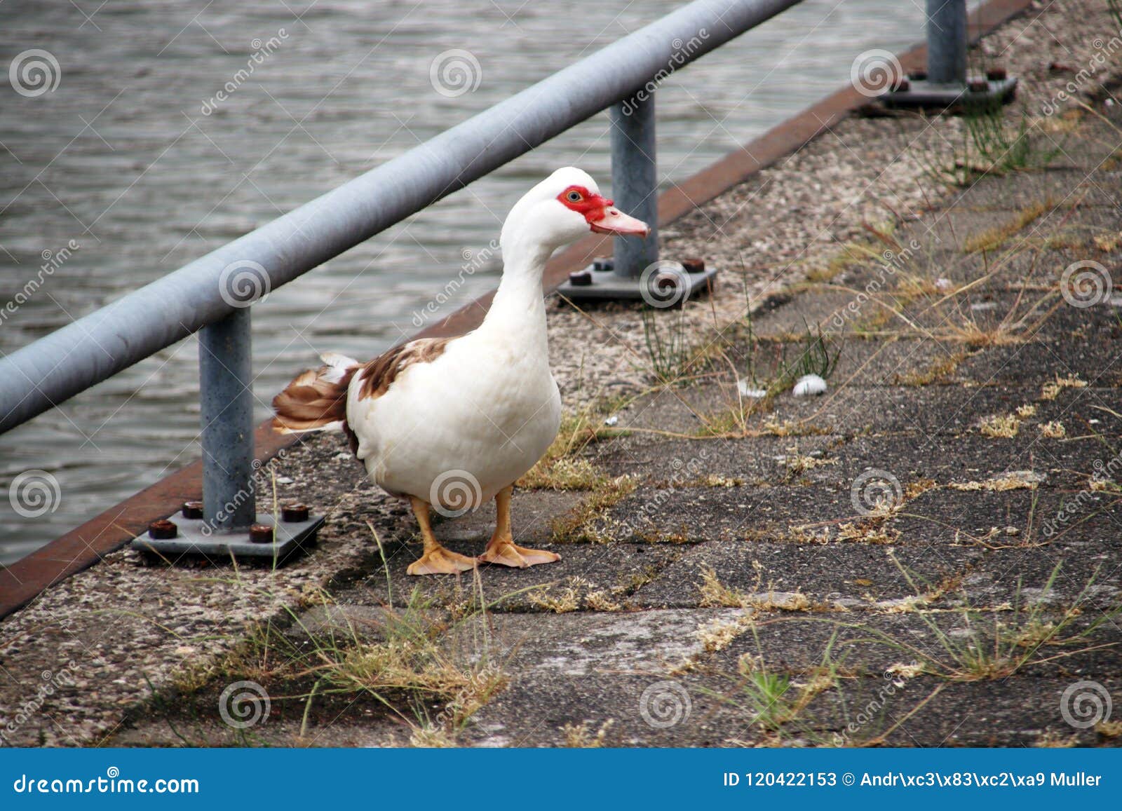 Muscovy niemowy kaczka wzdłuż brzeg rzeki Hollandse IJssel w IJsselstein holandie