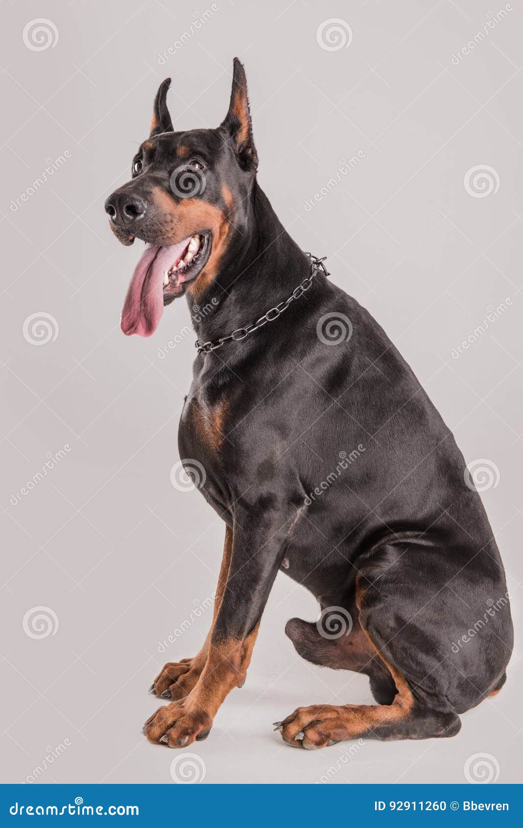 Muscular Champion Doberman Dog Looking at Camera Stock Photo ...