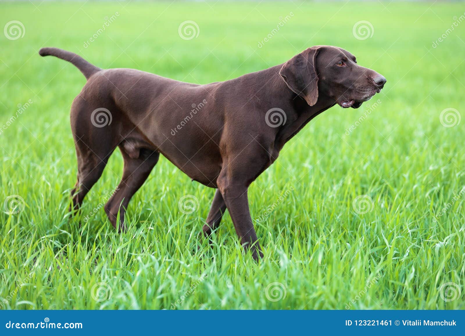 A Muscular Chocolate Brown Hound, German Shorthaired Pointer, a