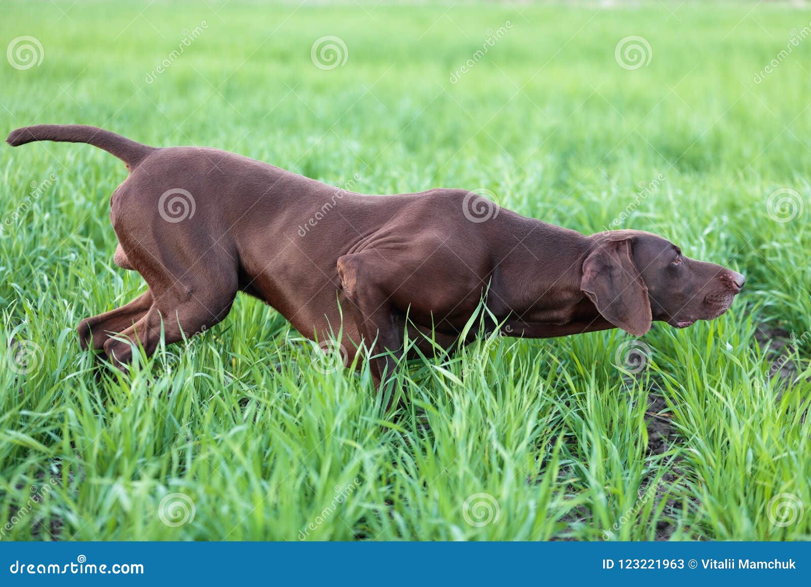 A Muscular Chocolate Brown Hound German Shorthaired Pointer A Thoroughbred Stands Among The Fields In The Grass In The Point Stock Image Image Of Animal Landscape 123221963
