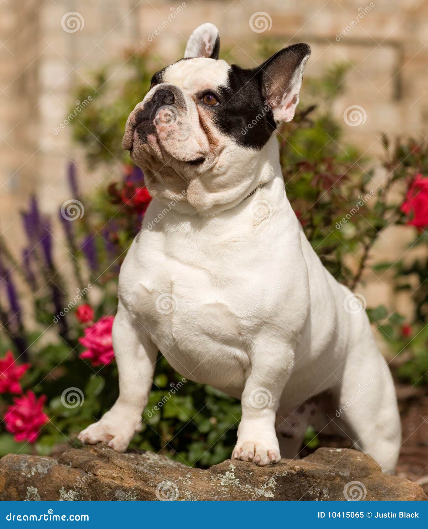 Muscular French Bulldog Looking Up Stock Image - Image: 10415065