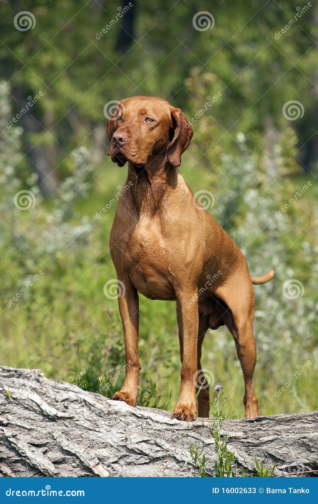 Muscular Hunting Dog Posing Outdoors Stock Photos - Image: 16002633 Muscular Hunting Dog Posing Outdoors Stock Photos - Image: 16002633
