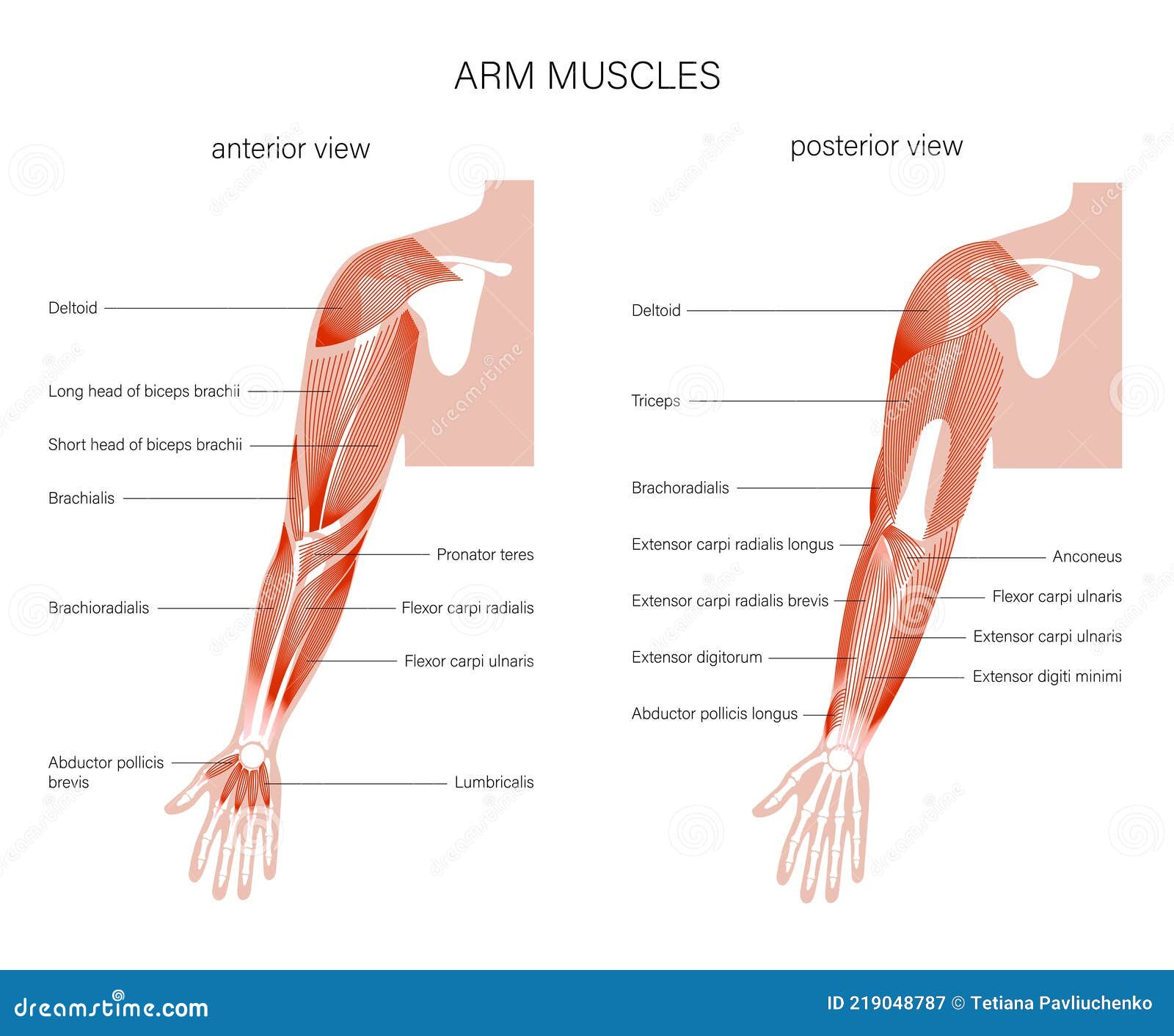 Biceps and triceps anatomy Royalty Free Vector Image