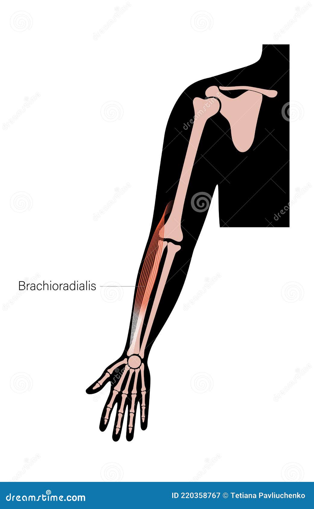 muscular system arms