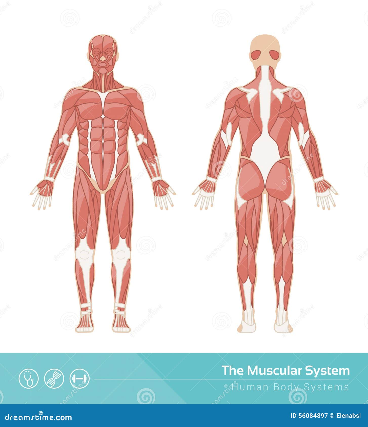 the muscular system