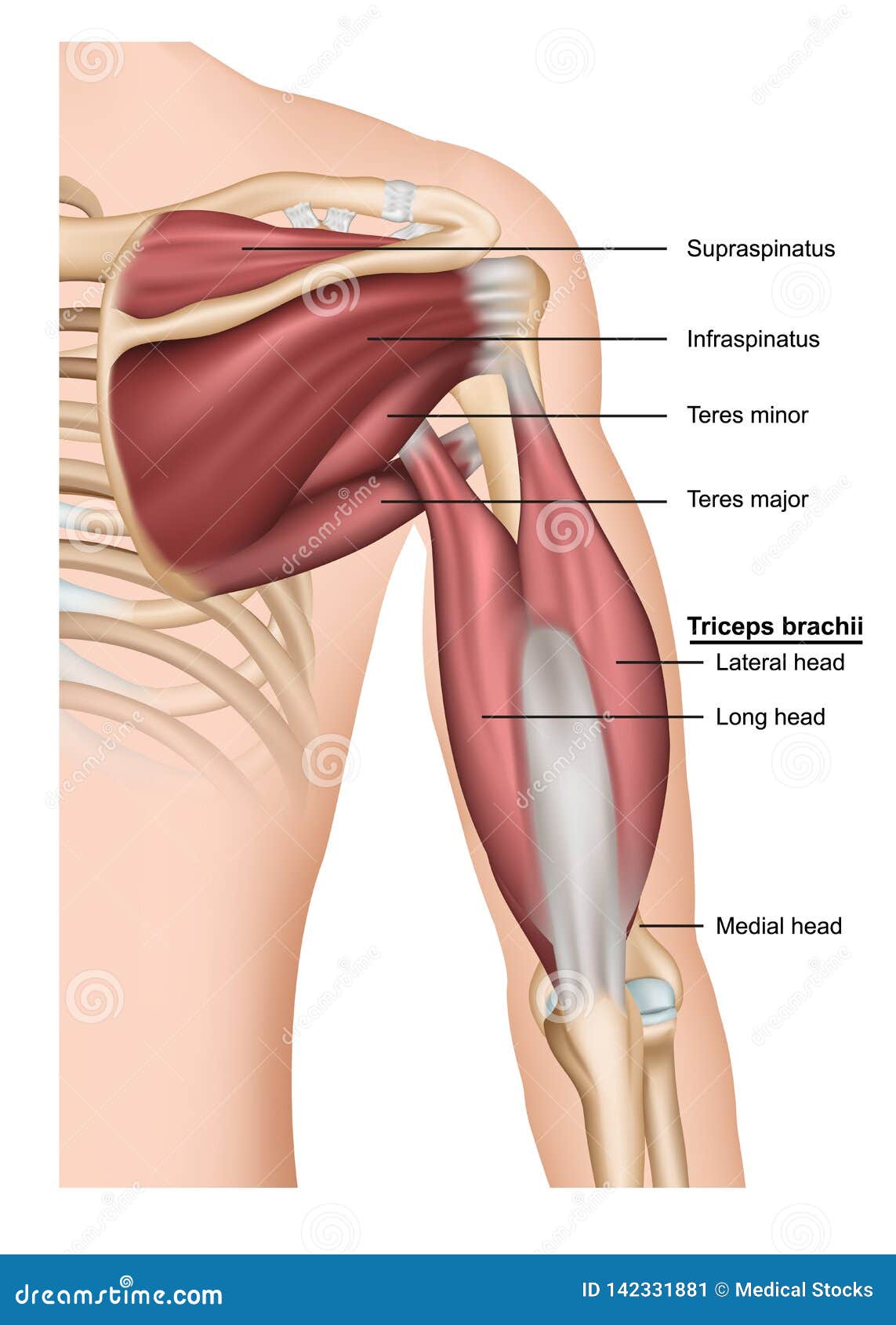 musculus triceps brachii 3d medical   on white background, human arm from behind