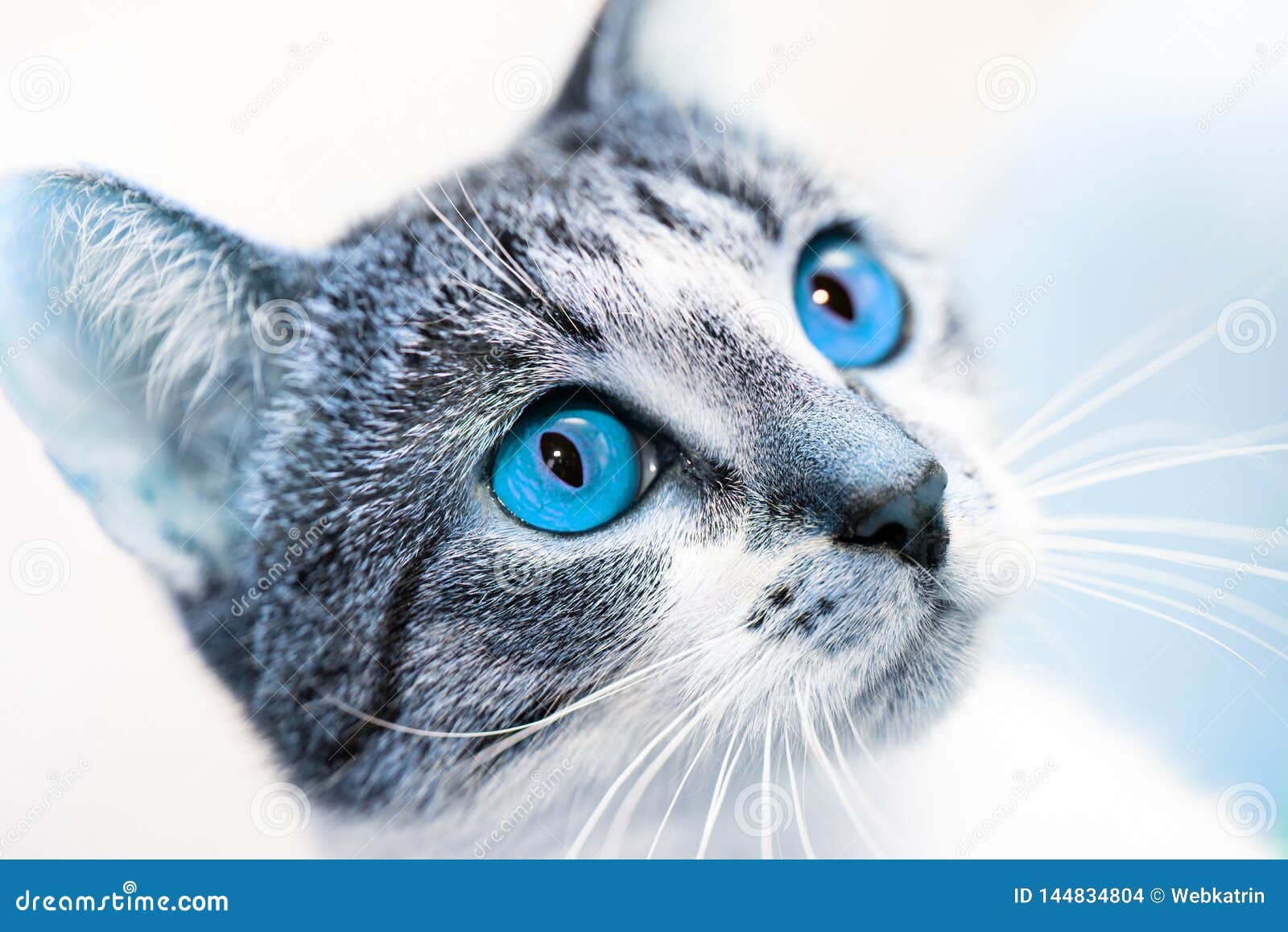 Museau Etonne De Chat Avec Les Yeux Bleus Lumineux Recherchant Photo Stock Image Du Fermer Chaton Museau Etonne De Chat Avec Les Yeux Bleus Lumineux Recherchant Photo Stock Image Du Fermer Chaton