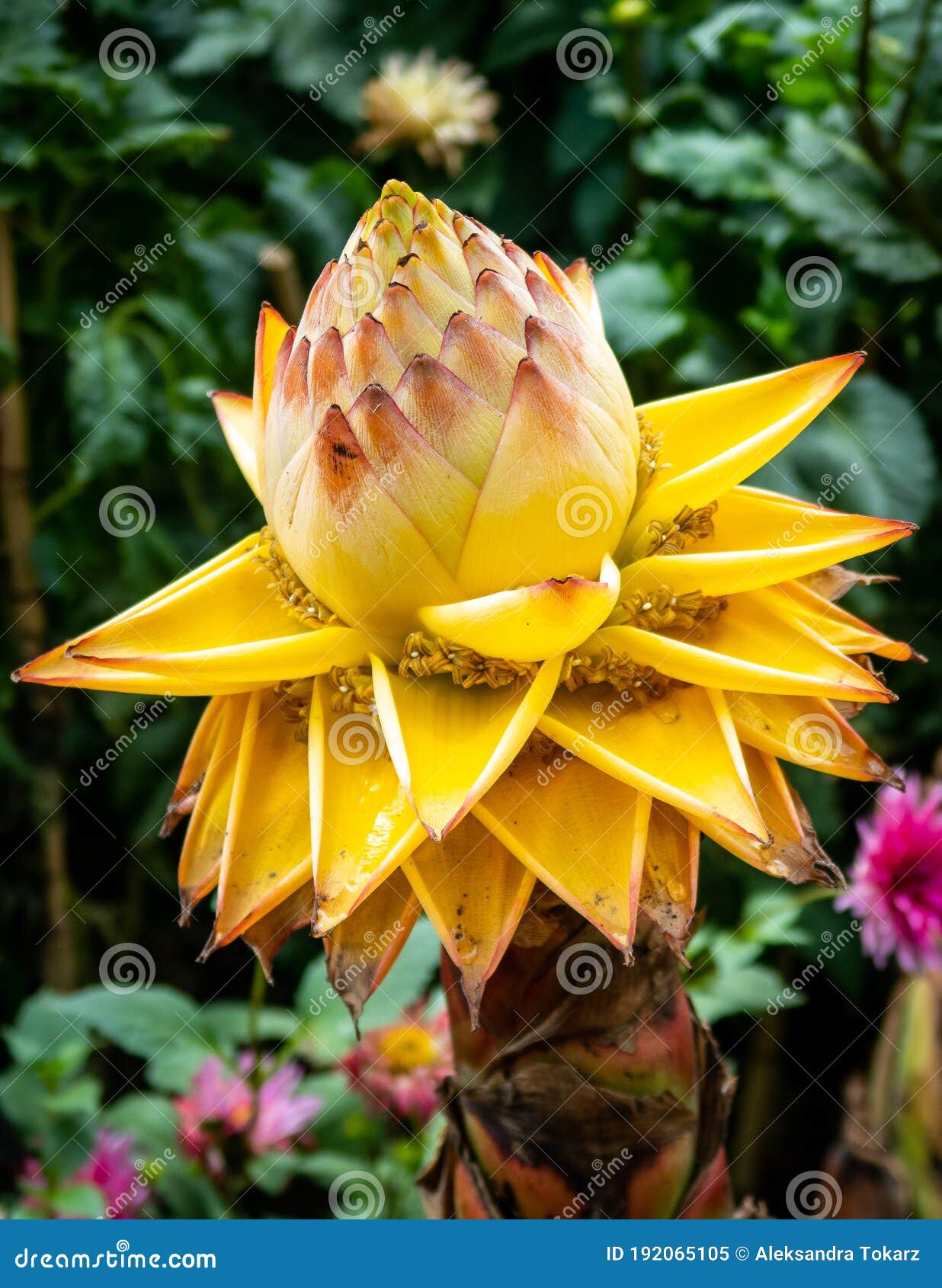 Golden Lotus Banana, Ensete Lasiocarpum/ Chinese Dwarf Banana Stock Image -  Image of member, lotus: 155307091