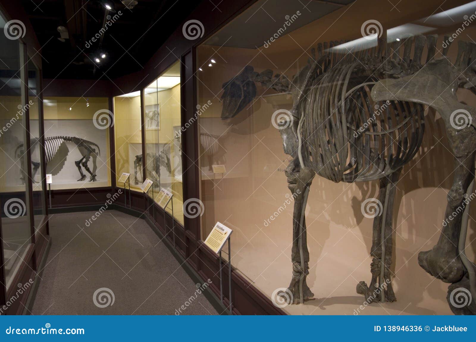 Museo di Harvard degli scheletri del dinosauro di storia naturale. Molti scheletri animali antichi sono stati visualizzati nel museo di Harvard di storia naturale