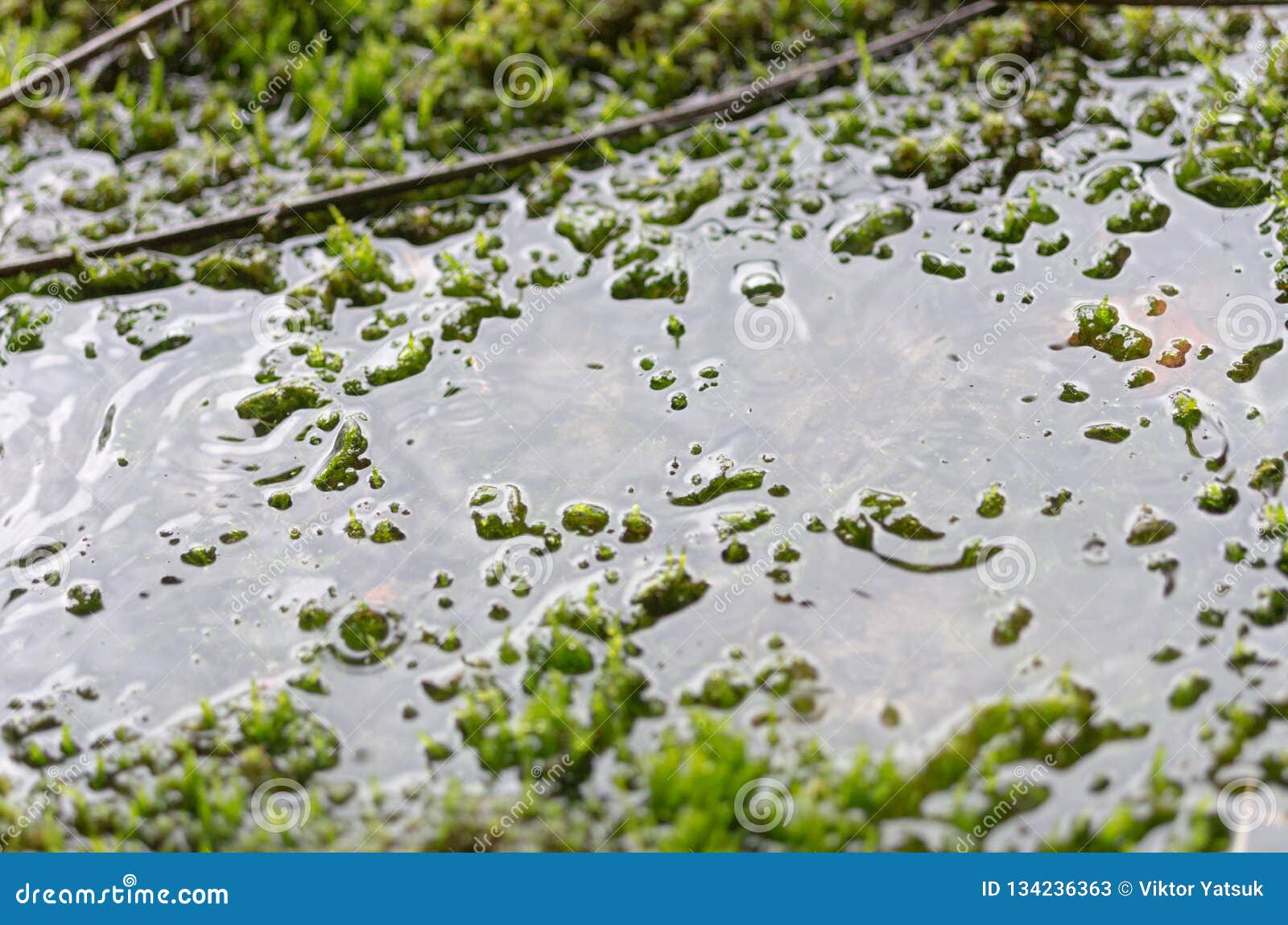 Comida sana zapatilla radio Musgo Bajo El Agua Agua Debajo Del Agua Charco En El Césped Imagen de  archivo - Imagen de fondo, planta: 134236363