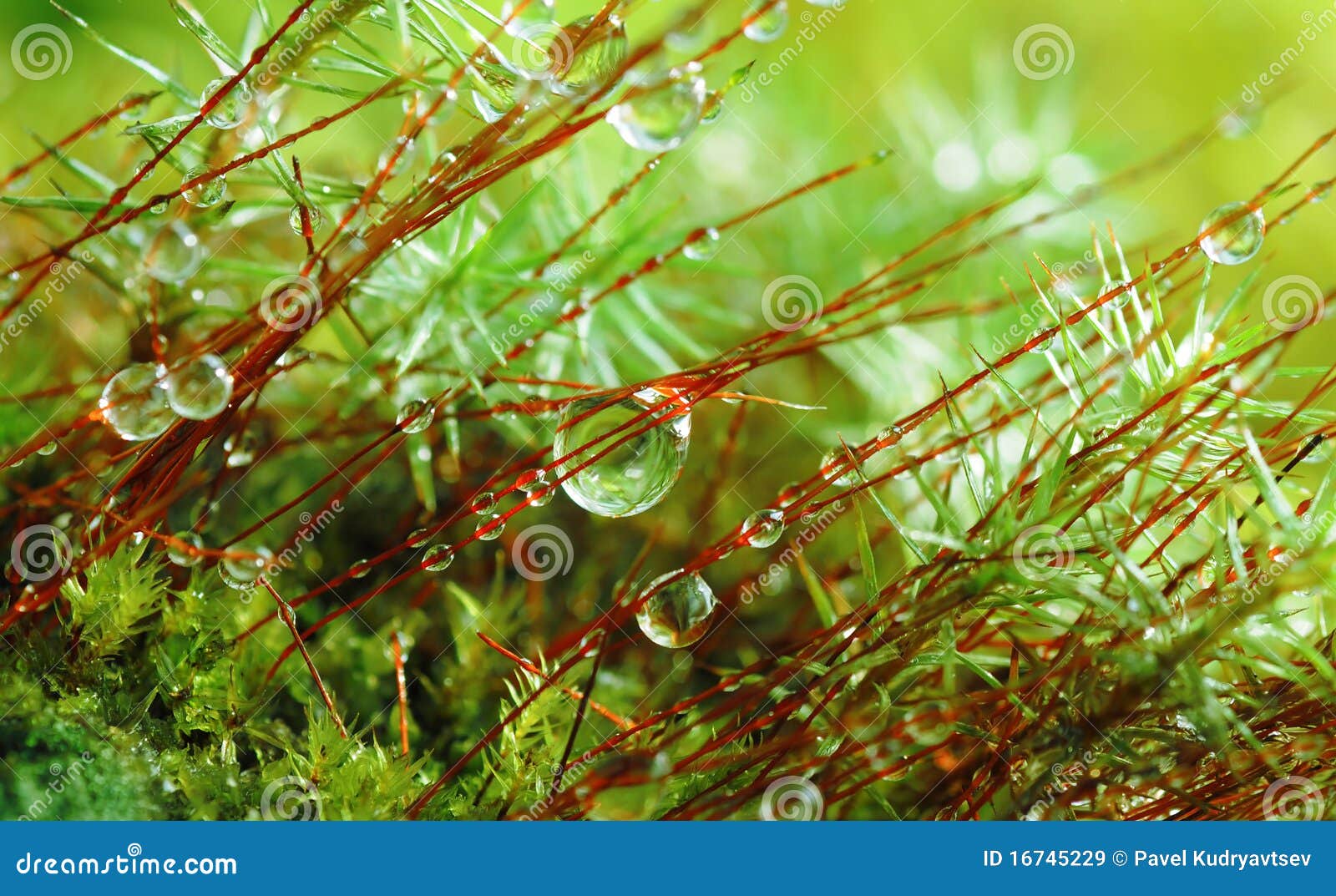 Musgo da floresta. Musgo do close up na floresta após a chuva