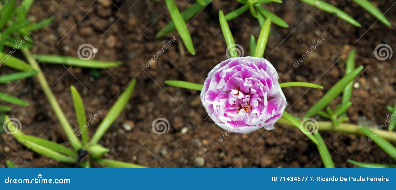 Musgo De Rosa, Flor Estranha Que Abre Em Onze Horas Imagem de Stock -  Imagem de floral, biodiversidade: 71434577