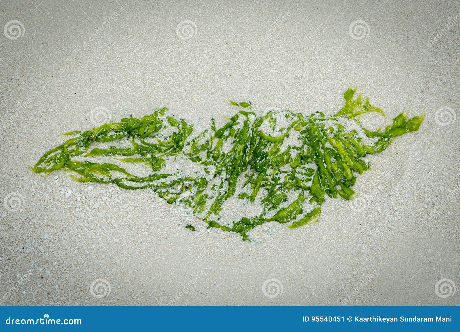 Musgo O Algas De Mar En Una Playa Imagen de archivo Imagen de maldivas, verde 95540451