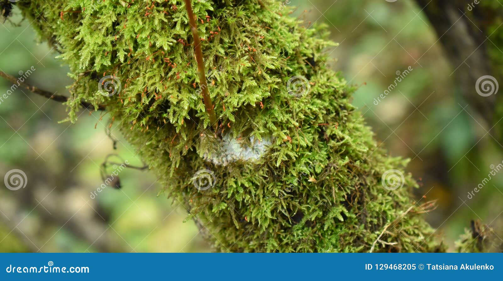 Musgo Verde En El árbol Biología Y Plantas En El Bosque Imagen de archivo -  Imagen de arbusto, resorte: 129468205