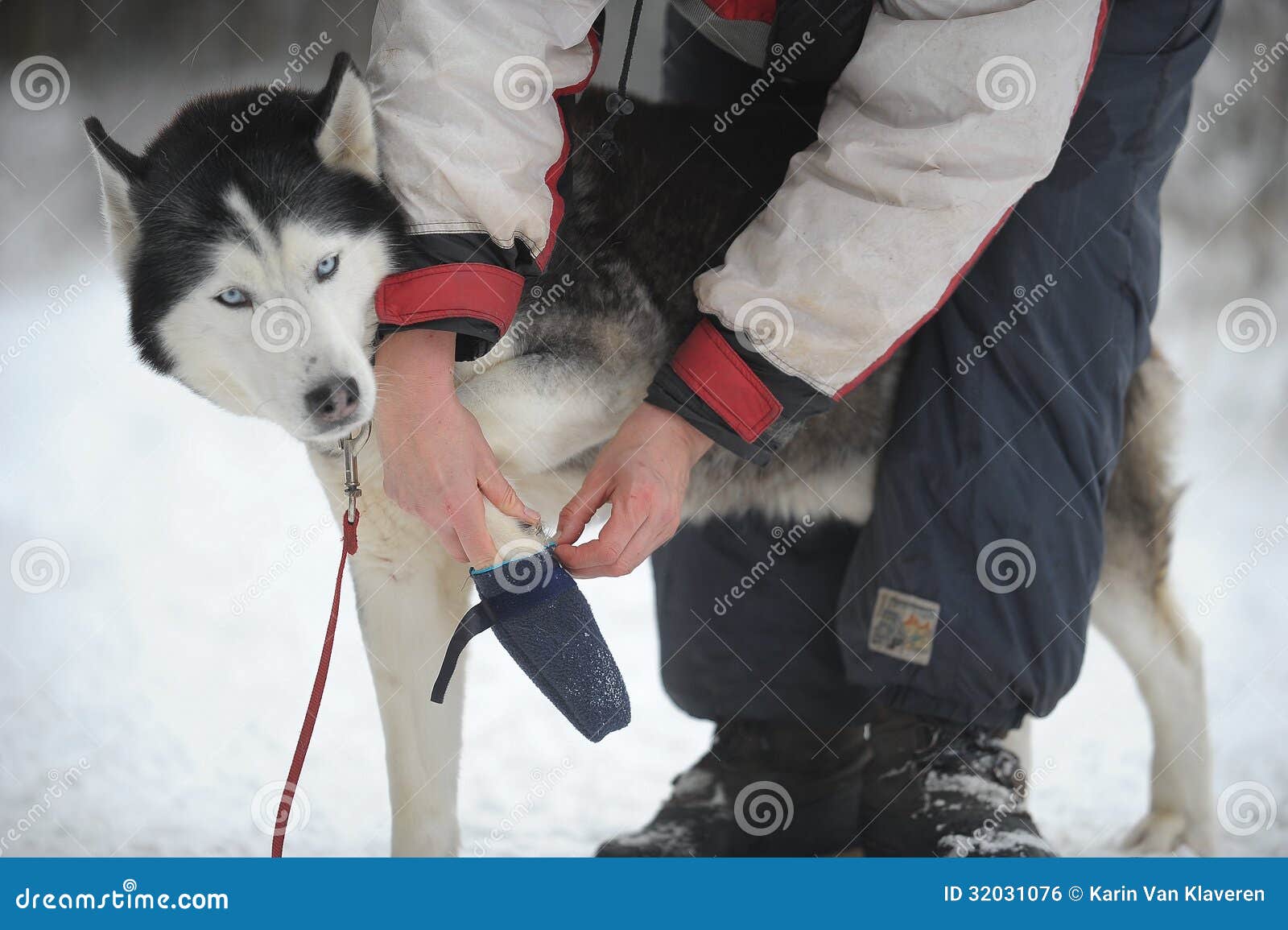 Musher en zijn hond stock foto. Image of lengte, achtergrond - 32031076