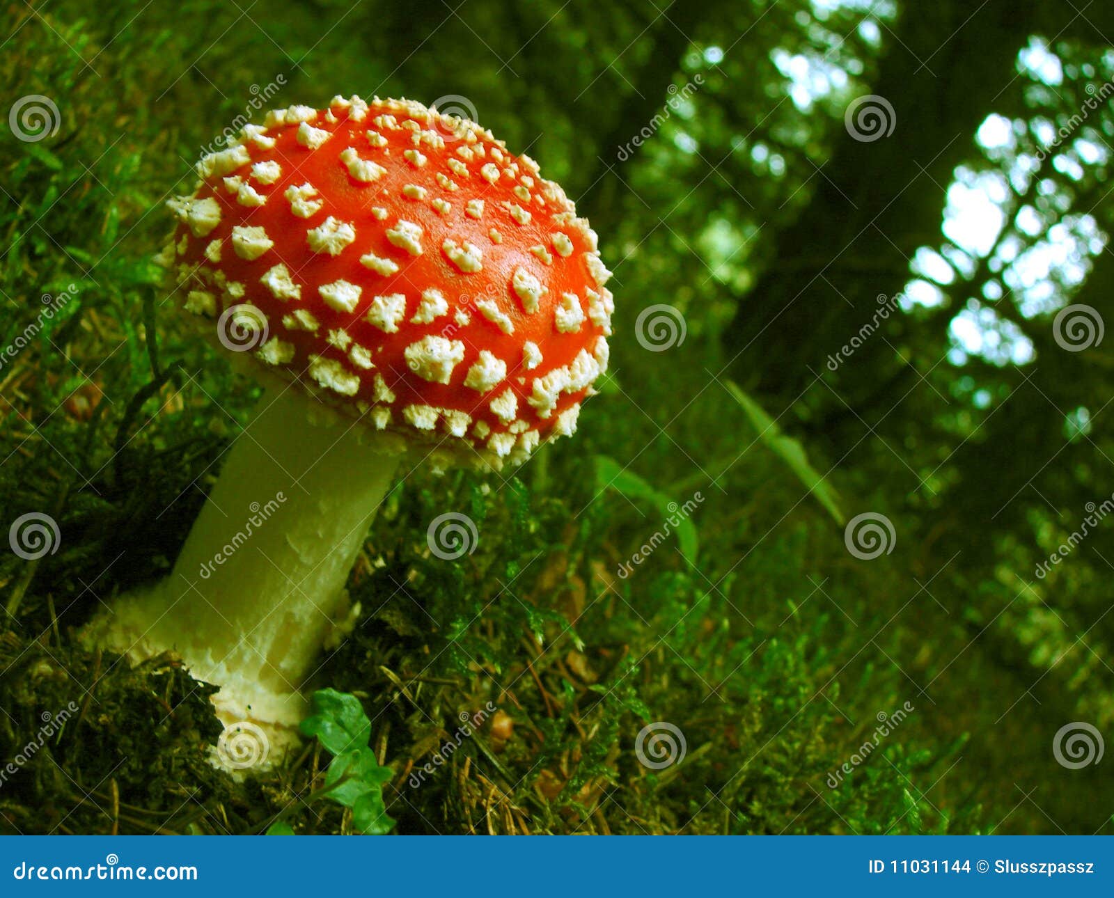 Darning Mushroom Stock Photos - Free & Royalty-Free Stock Photos from  Dreamstime
