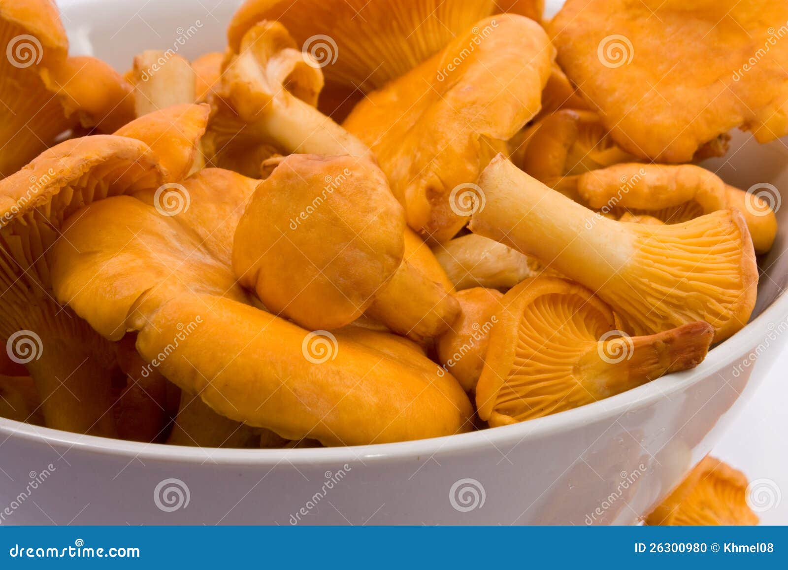 Mushroom stock photo. Image of autumn, white, edible 26300980
