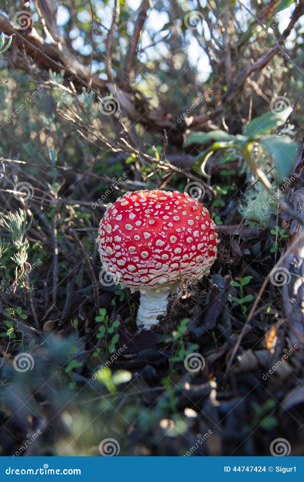mushroom amanita muscaria