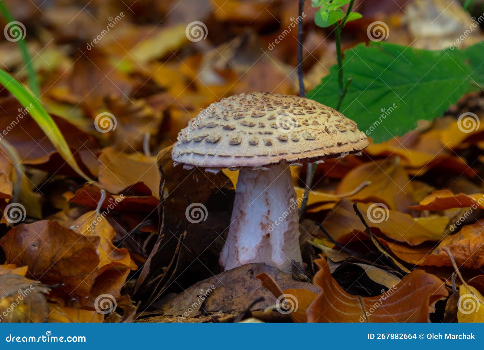 this mushroom is an amanita rubescens and it grows in the forest