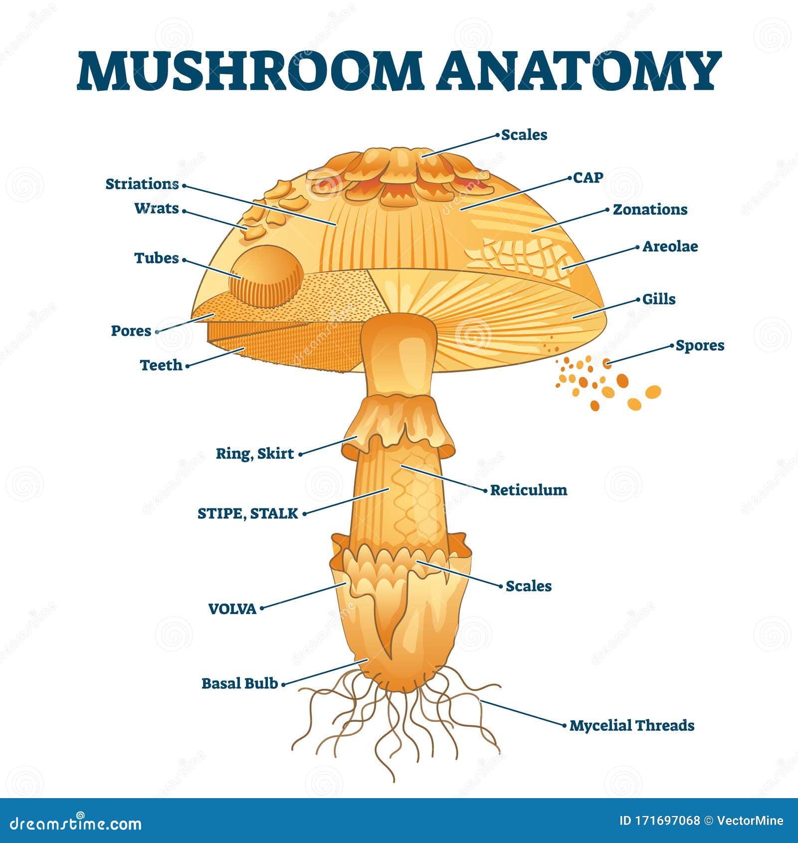 Parts Of A Mushroom. Amanita Cartoon Vector | CartoonDealer.com #76708437