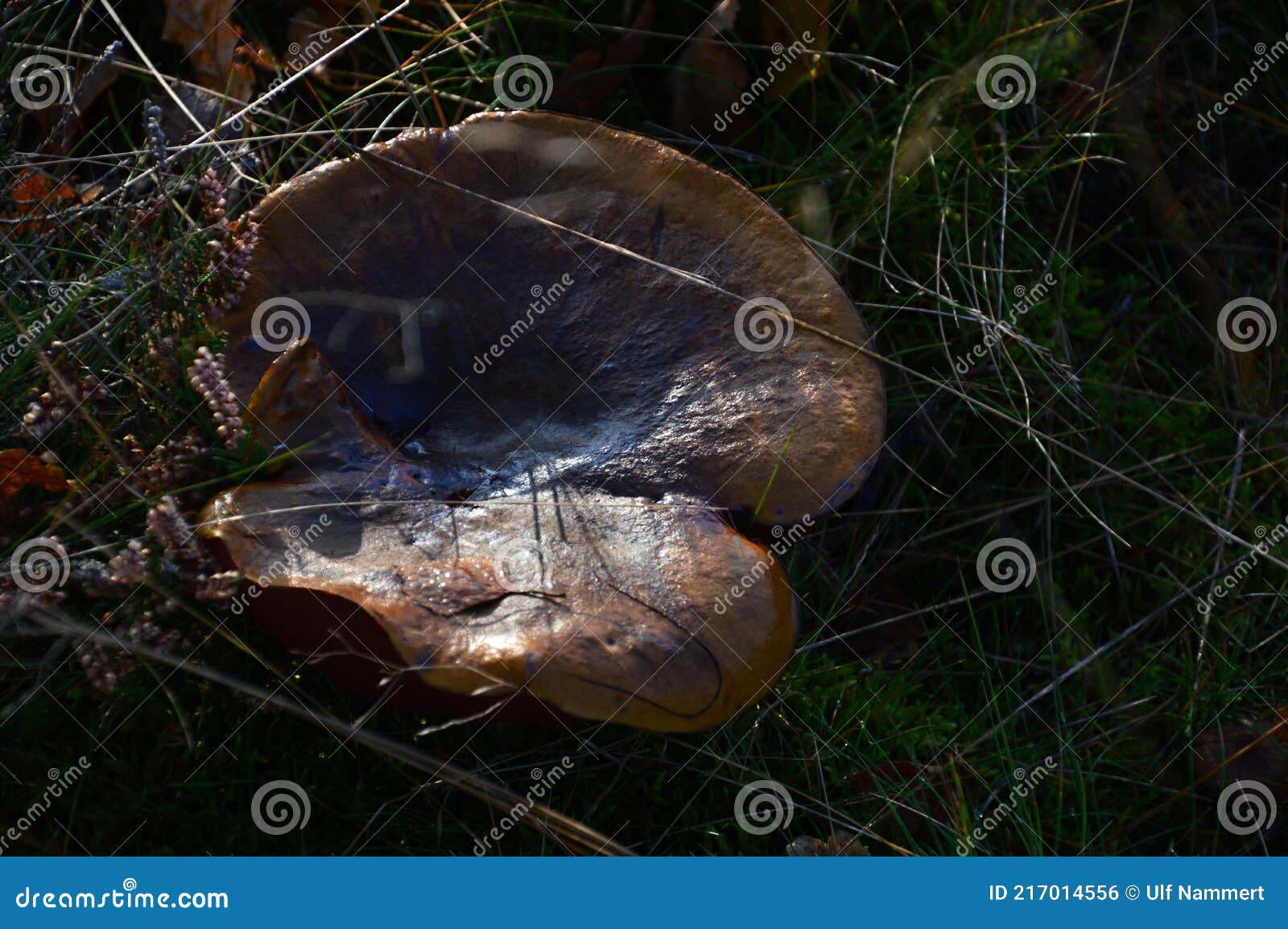 mushroom in autumn in the tietlinger heath, lower saxony