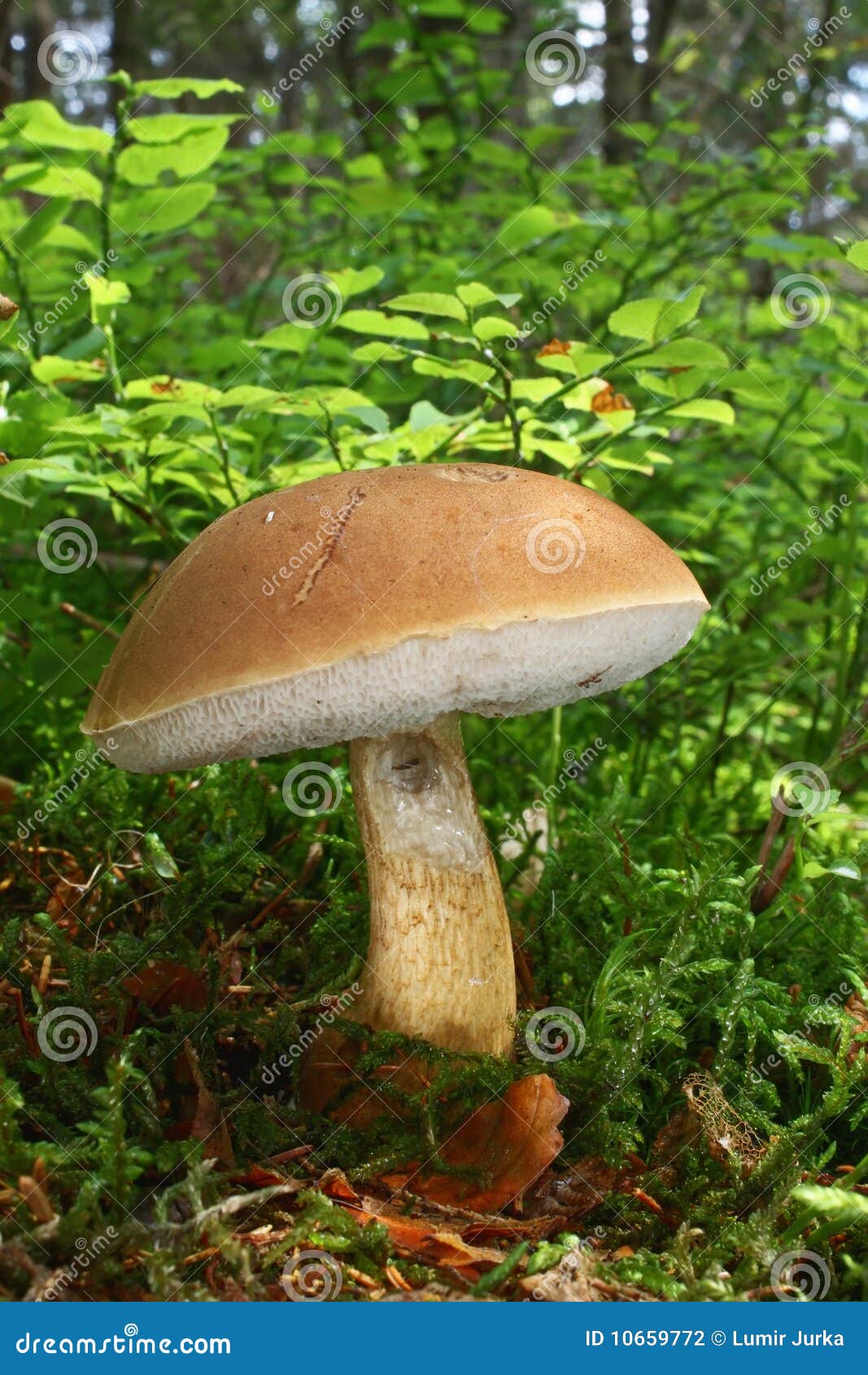Mushroom bitter bolete stock photo. Image of bolete, brushwood 10659772