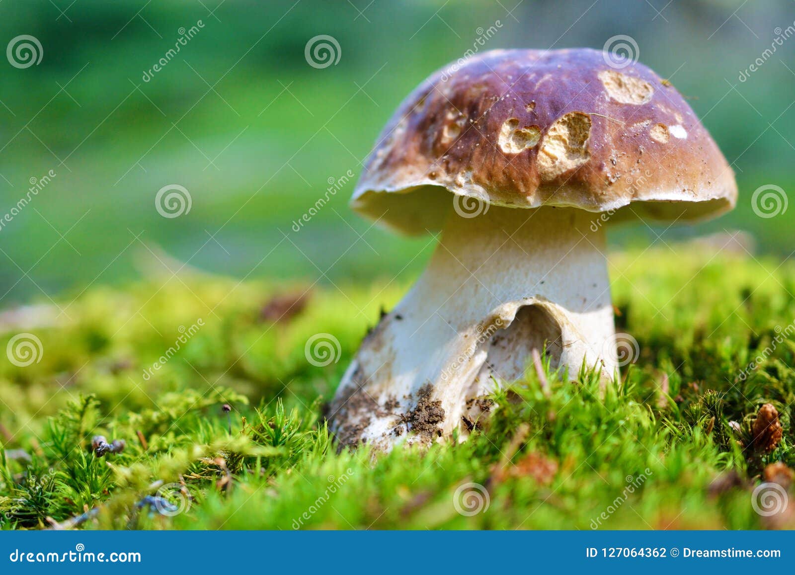 Mushroom Boletus in the Grass Stock Photo Image of forest, boletus