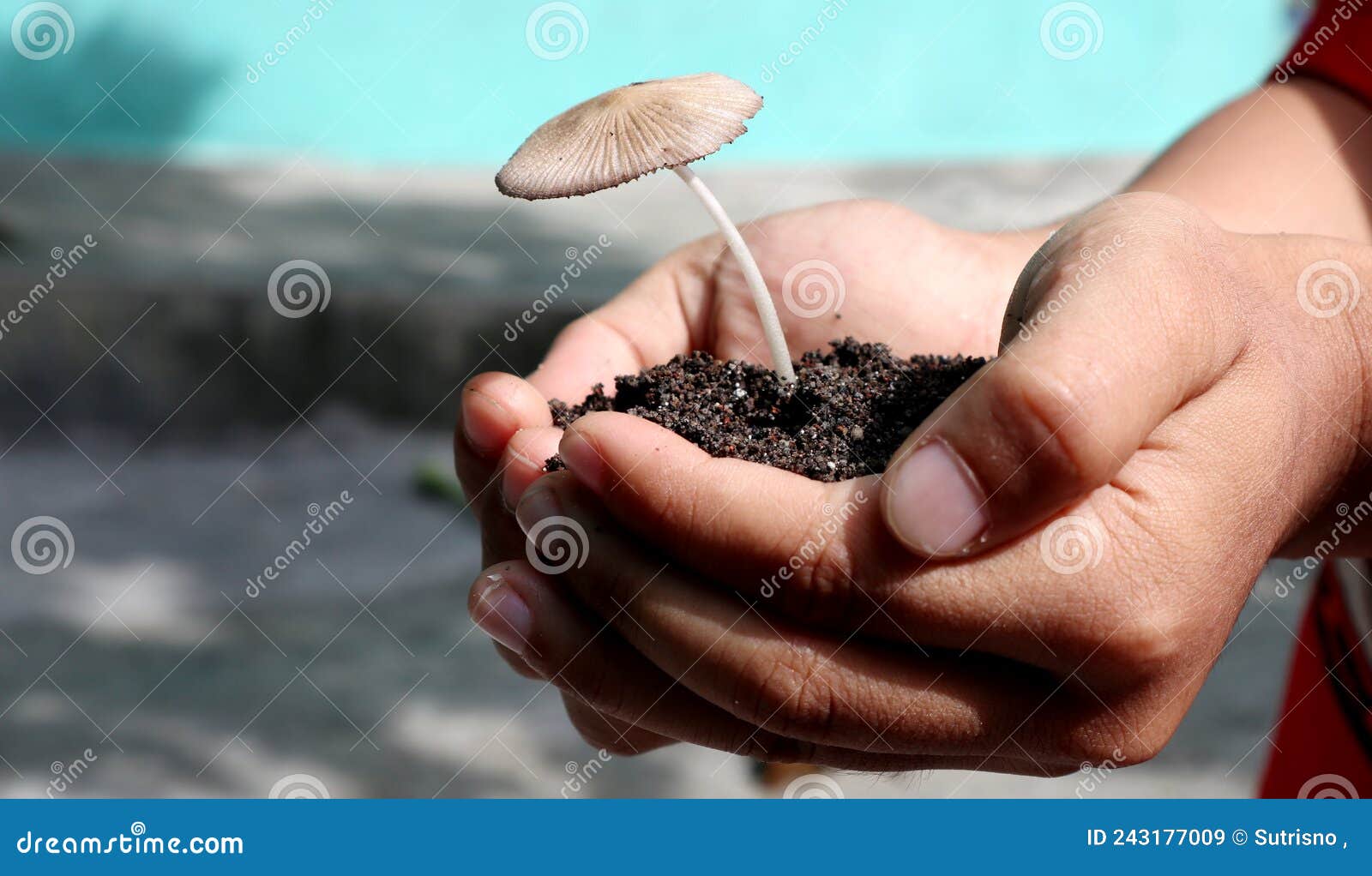 mushroom in boy`s hand selective focus.