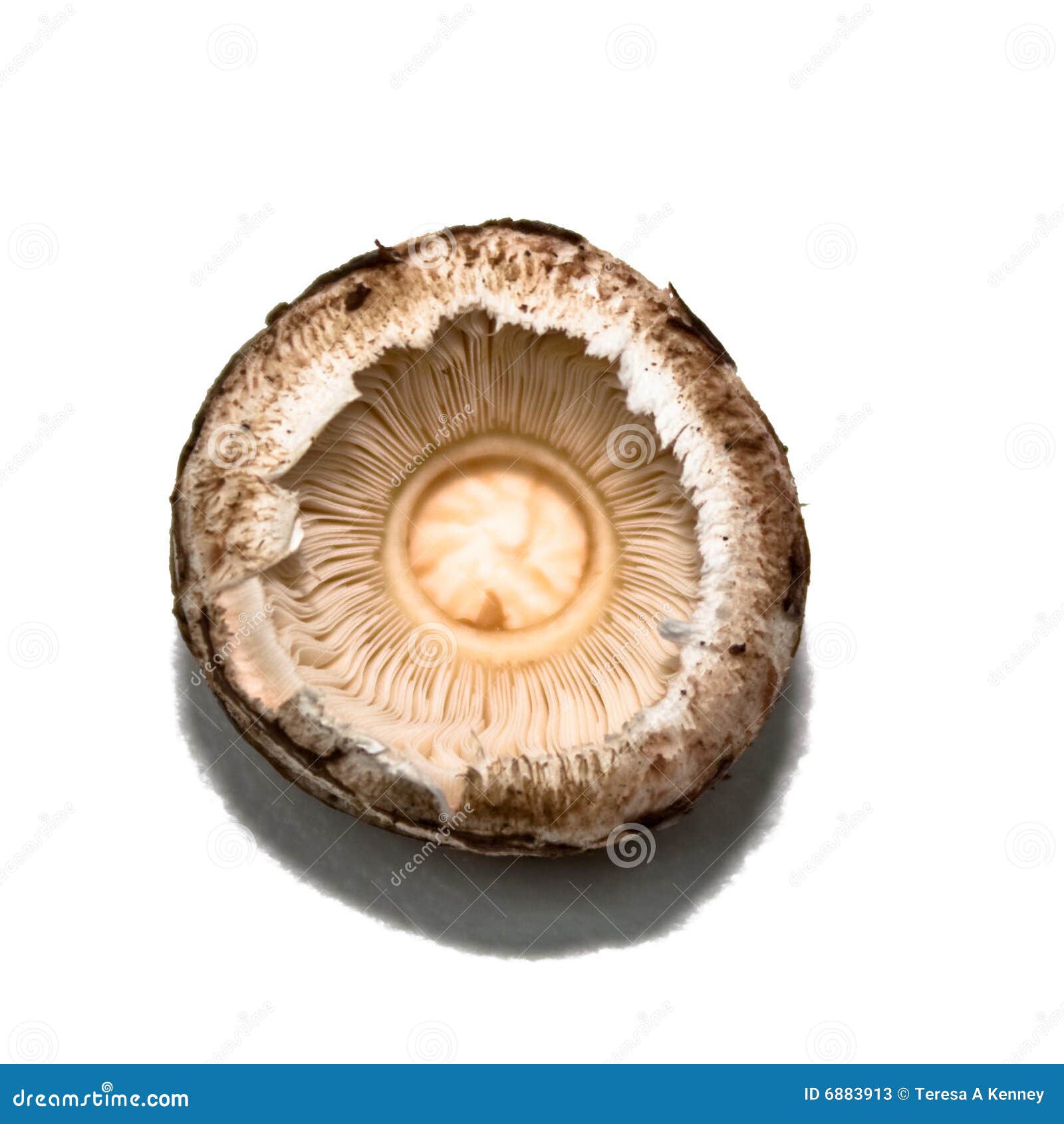 Mushroom Cap stock image. Image of details, brown, shape 6883913