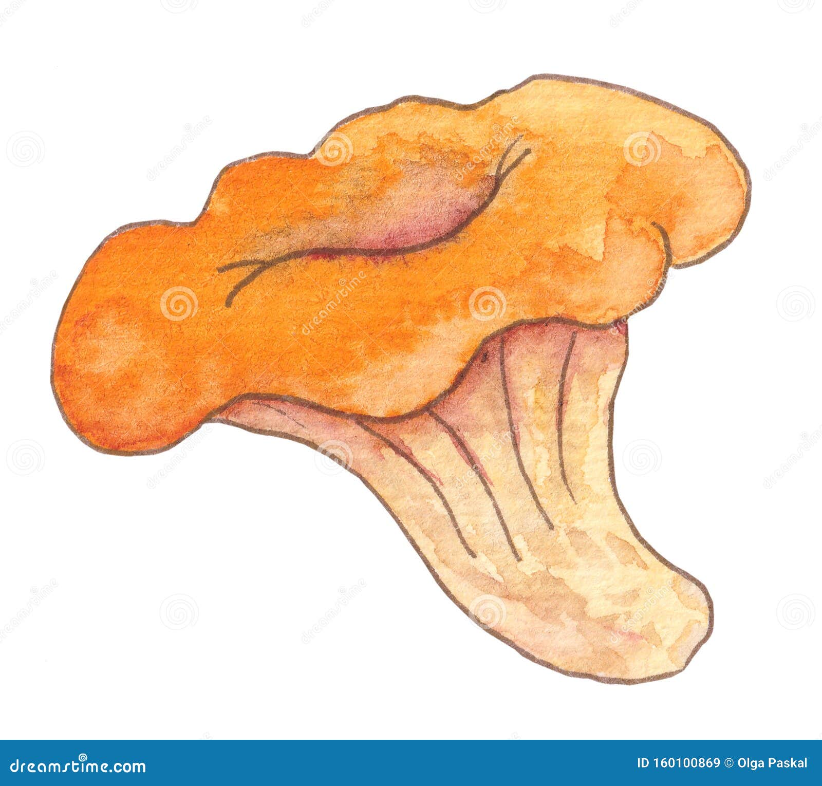 Mushroom Chanterelle Painted with Watercolor. Isolated on White ...