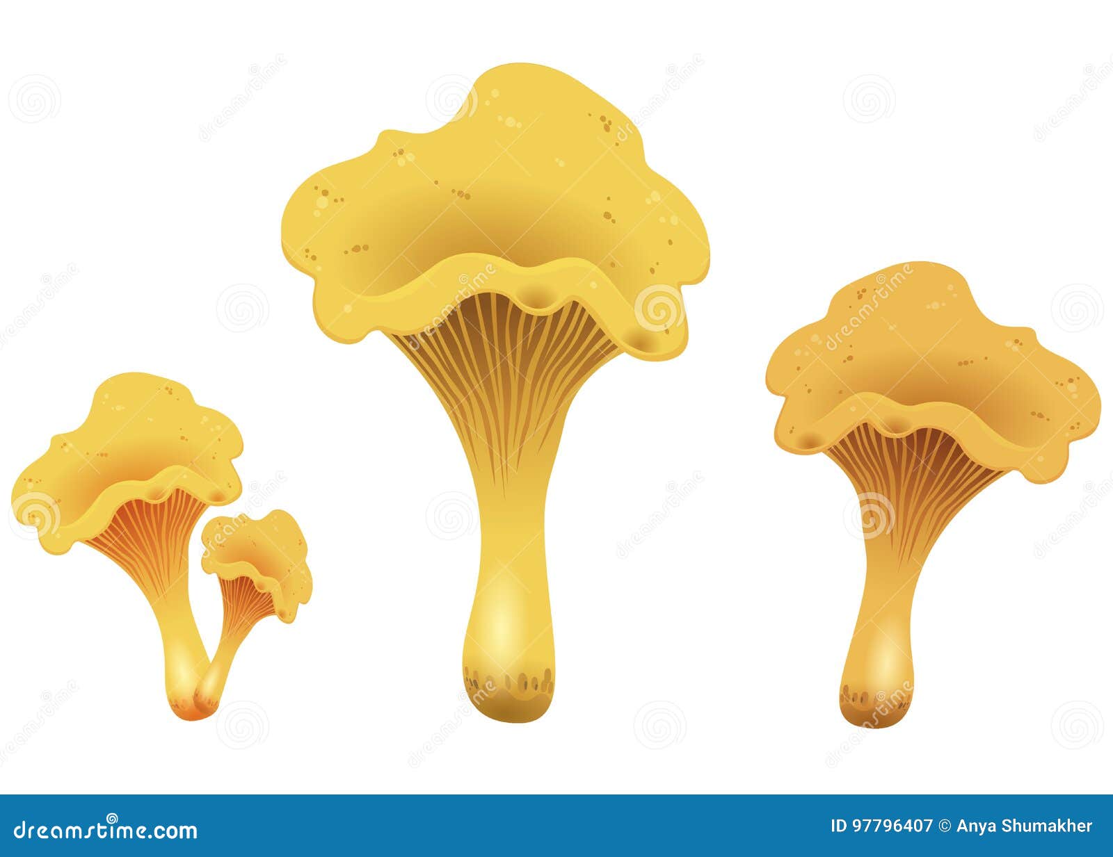 Mushroom Chanterelles Isolated Isolated on White Background. Vector