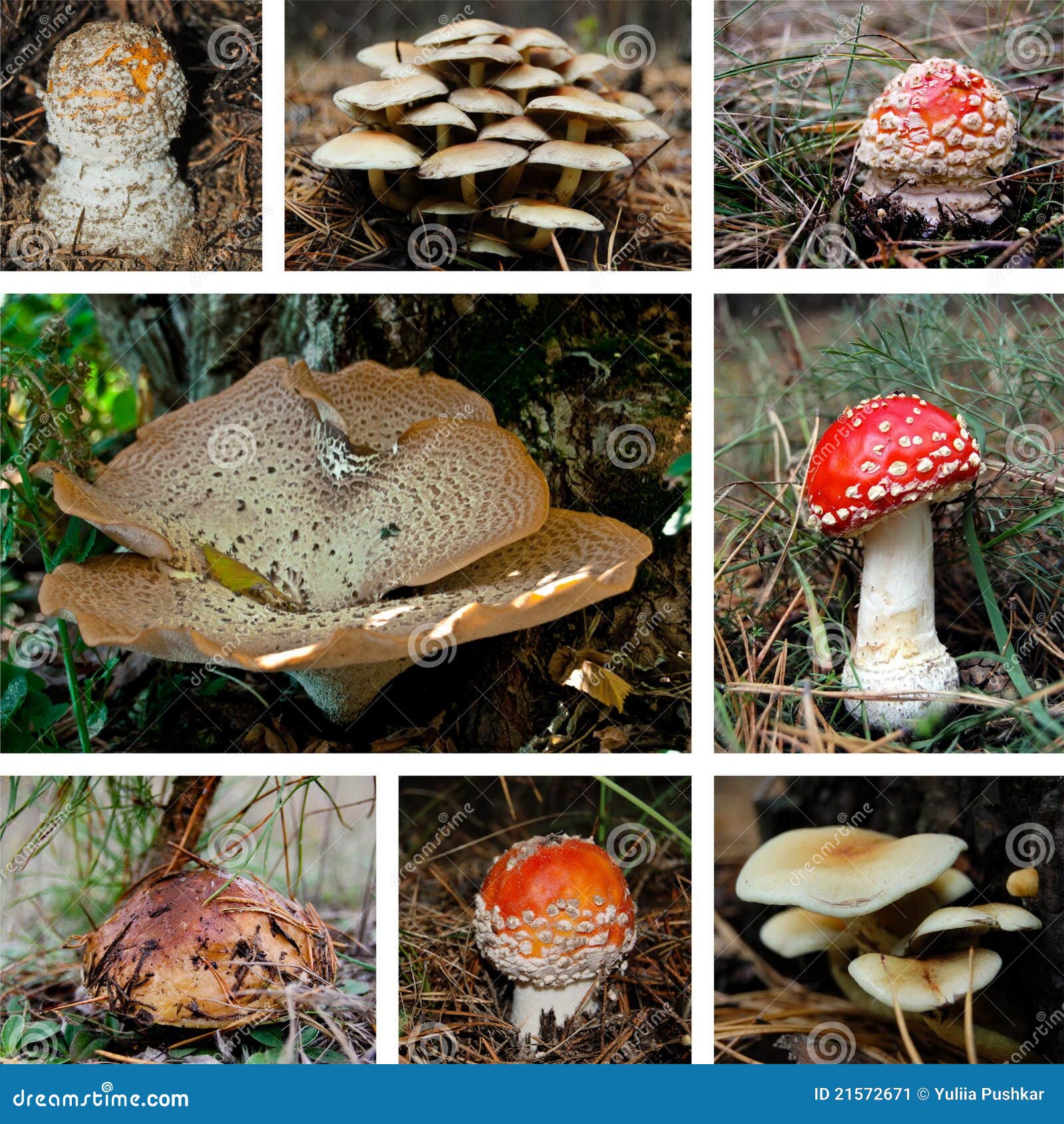 Mushroom collage stock image. Image of poisonous, colored 21572671
