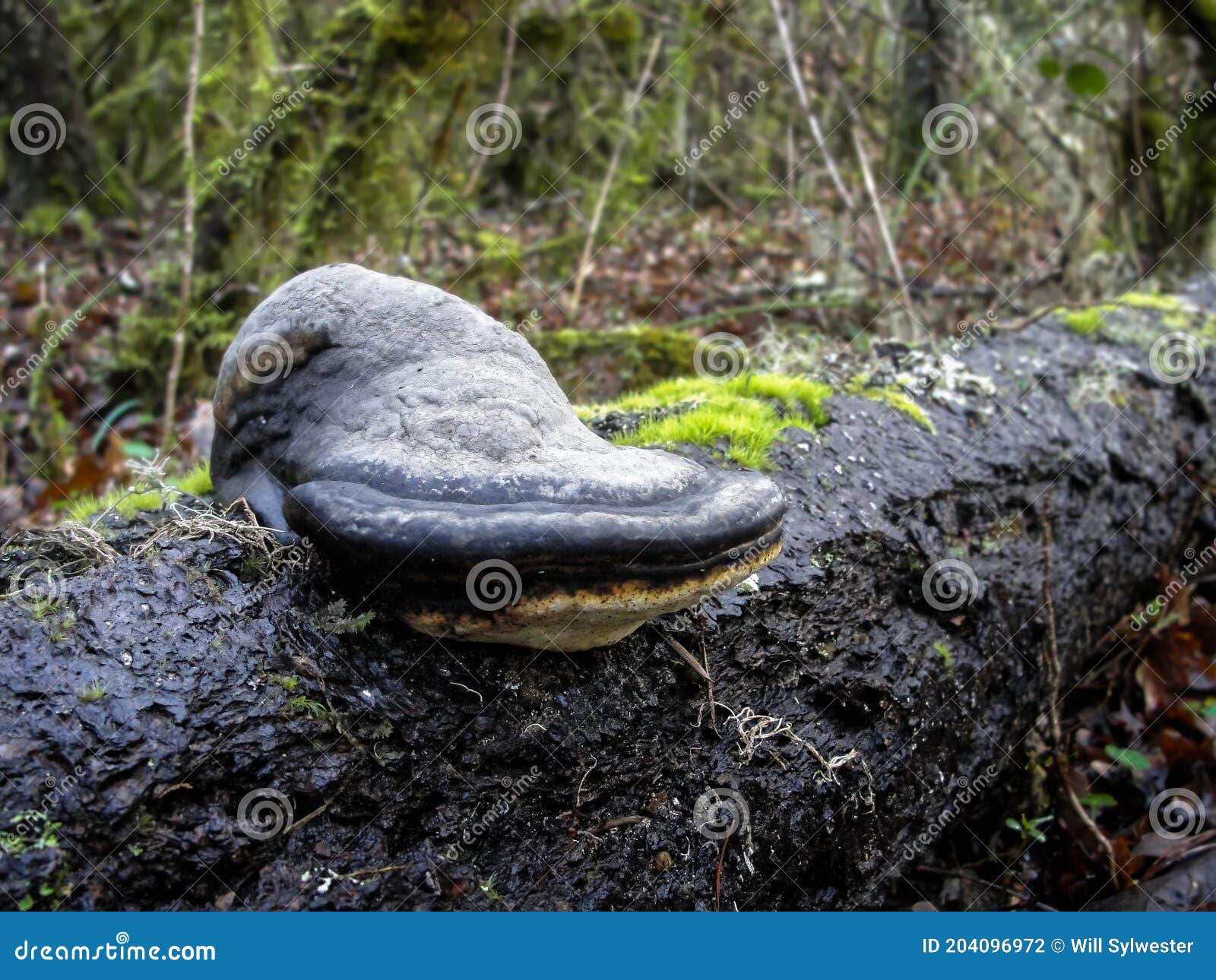 Mushroom Conch on Mossy Log Stock Photo Image of closeup, black