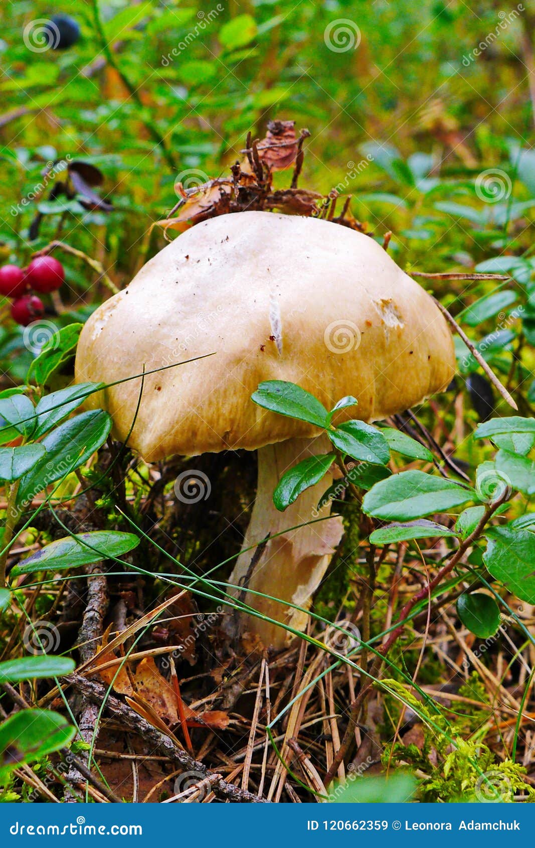 Mushrooms of the Crimea. Mushrooms of Crimea edible: description, photo Mushrooms of the Crimea. Mushrooms of Crimea edible: description, photo