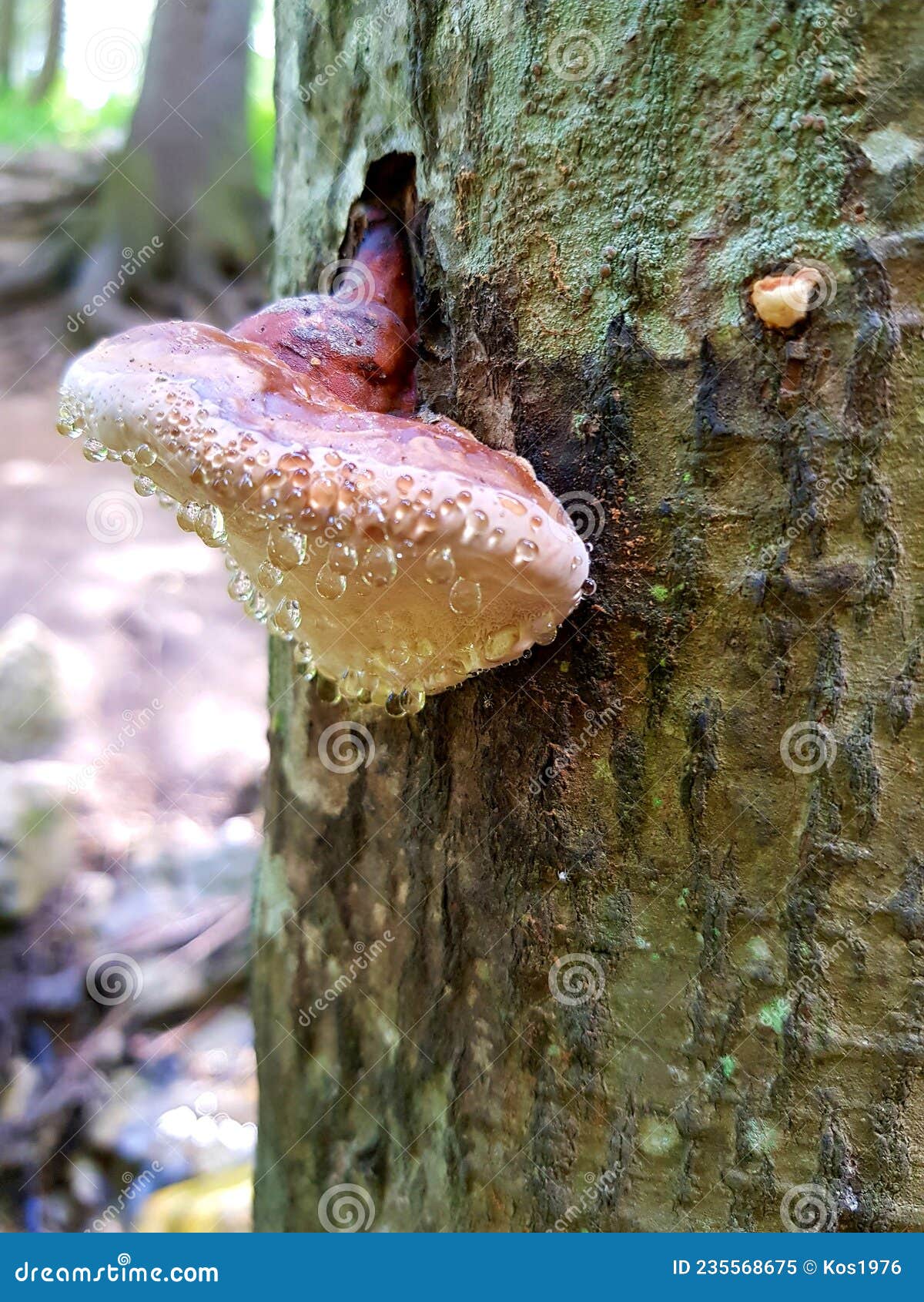 Mushroom Covered with Water Droplets on a Tree Trunk Stock Image