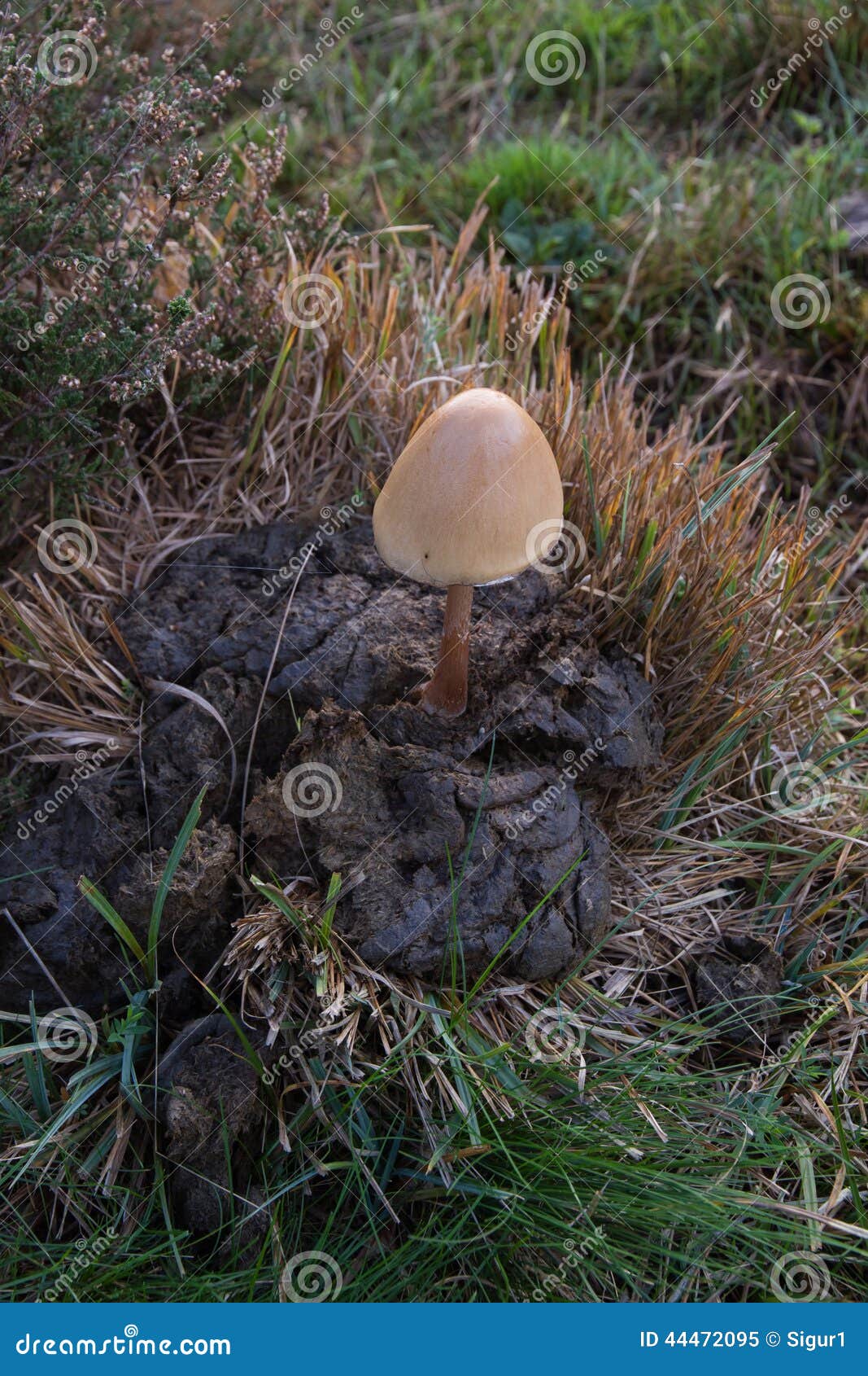 How do you grow mushrooms in cow dung?