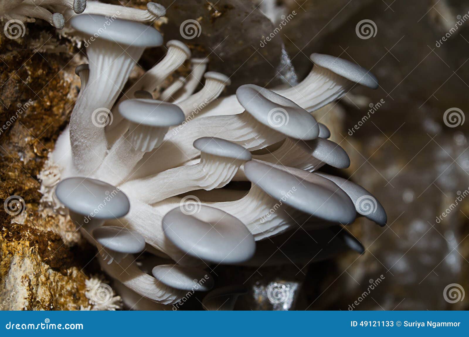 Mushroom Cultivation stock image. Image of fiber, nature 49121133