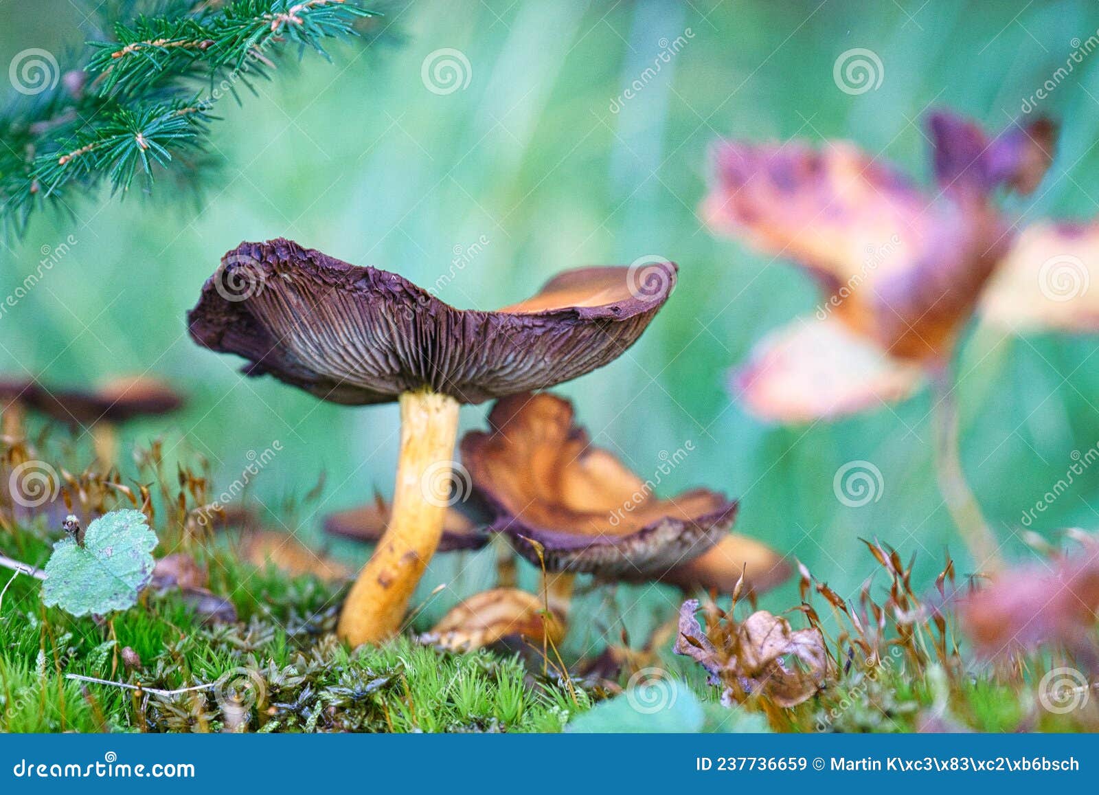 Mushroom in the Deciduous Forest Discovered while Looking Stock Image ...