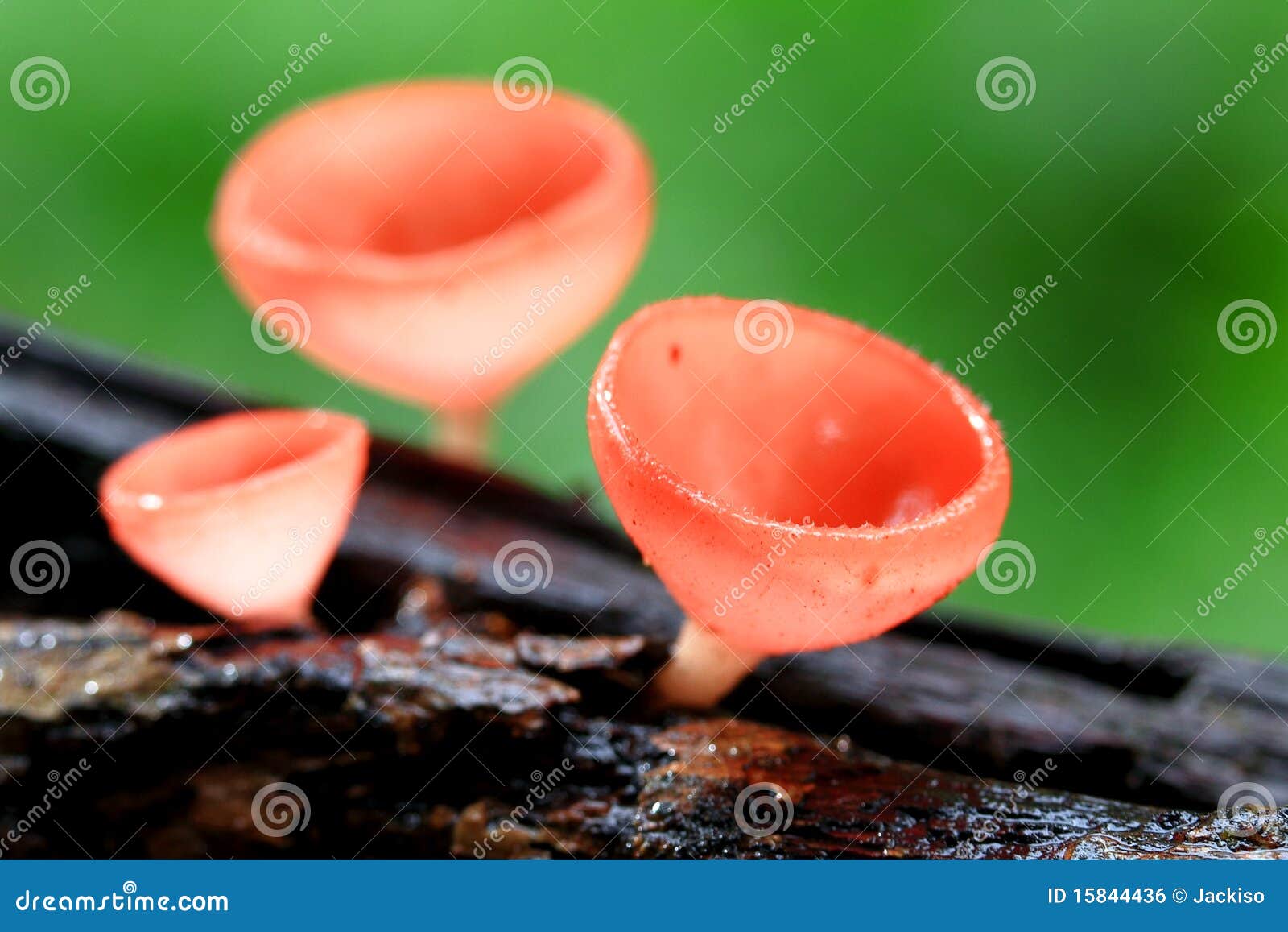 Mushroom in deep forest stock photo. Image of multiple 15844436