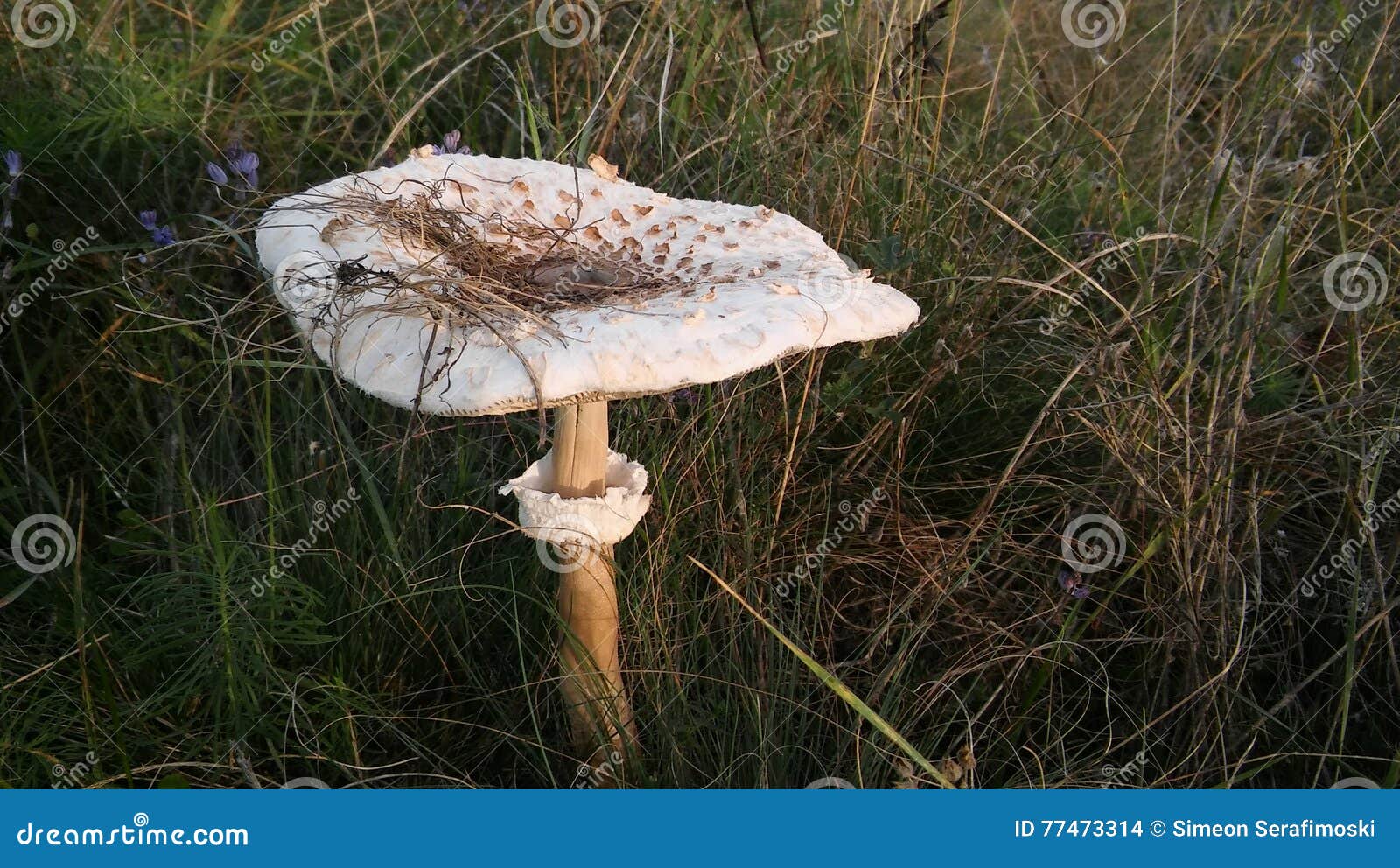 Mushroom stock photo. Image of poisoning, spices, mushroom 77473314