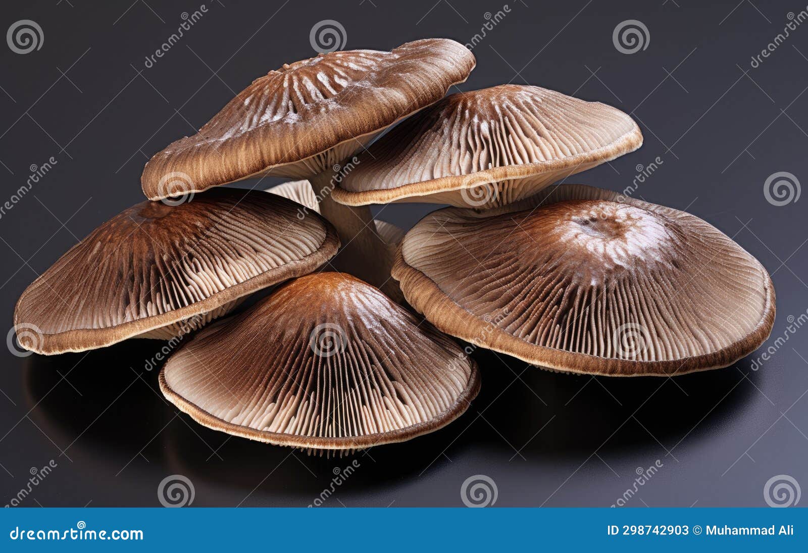 mushroom elegance