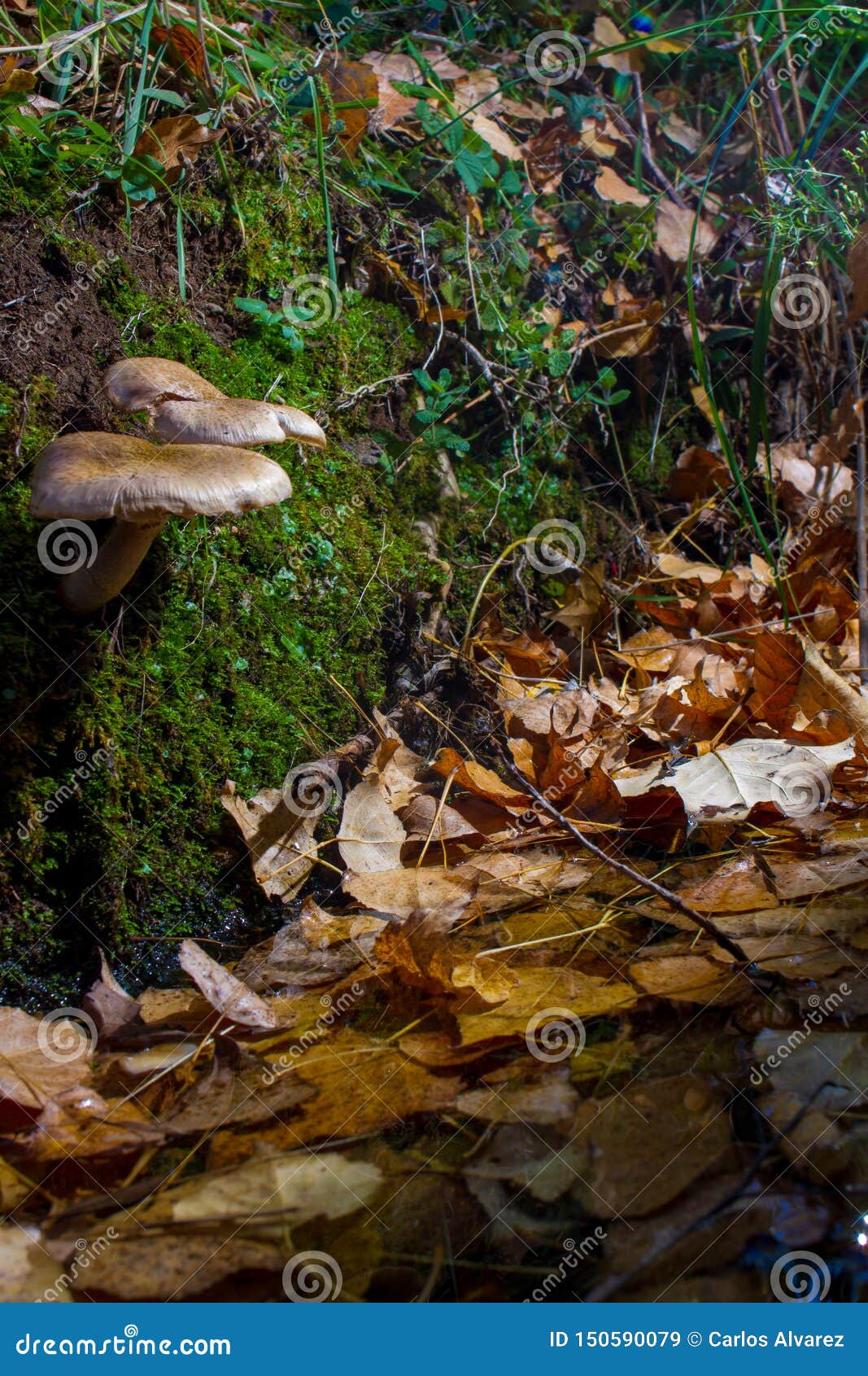 Mushroom in the Forest on Bed of Leaves Stock Image Image of season