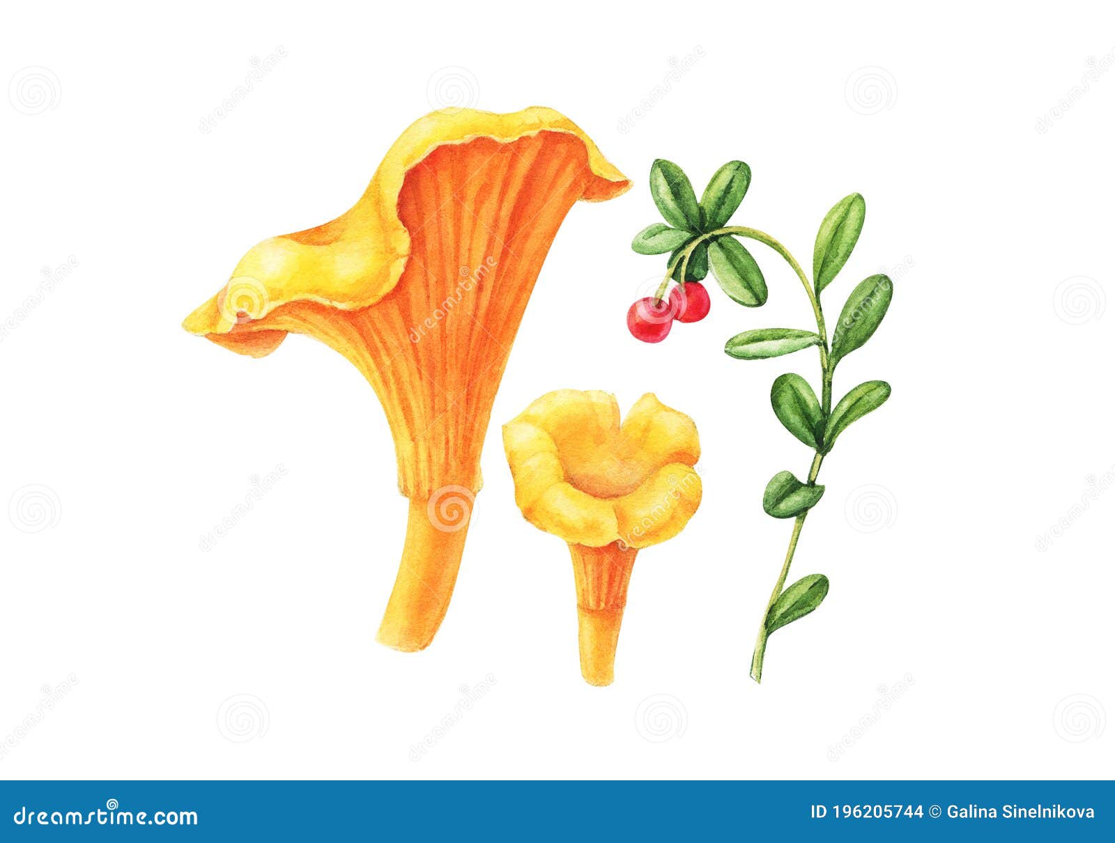 Mushroom Forest Chanterelle Watercolor Illustration Isolated on White ...