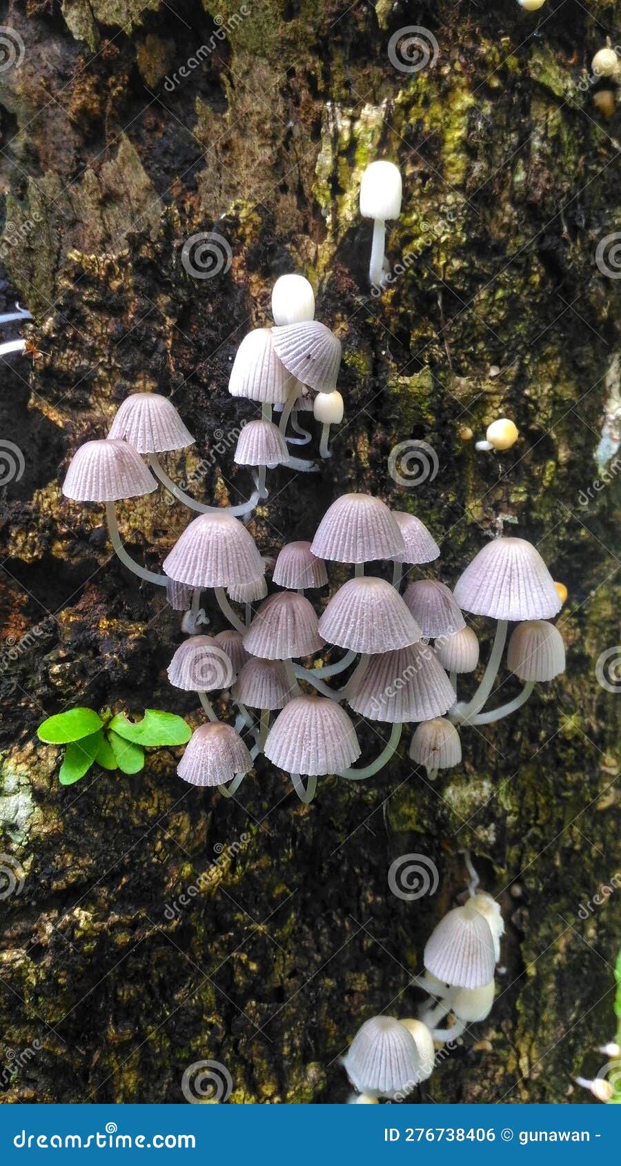 Mushroom Forest on the Tree Bark Stock Photo Image of mushroom, tree
