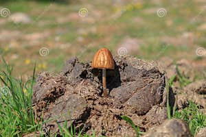 Mushroom Or Fungus In Cow Poop Stock Photo Image Of Manure Excrement 