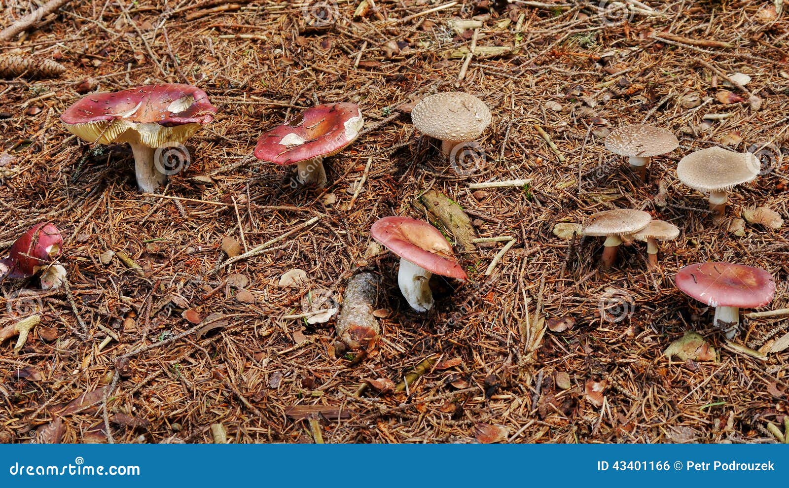 Mushroom Garden Stock Photo Image Of Fungus Nature 43401166