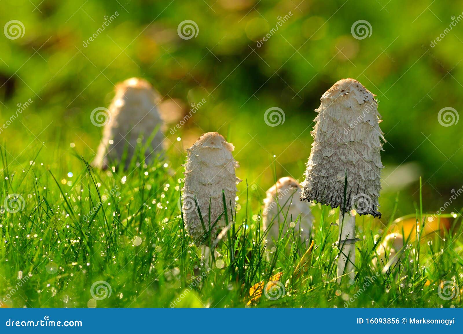mushroom among the grass